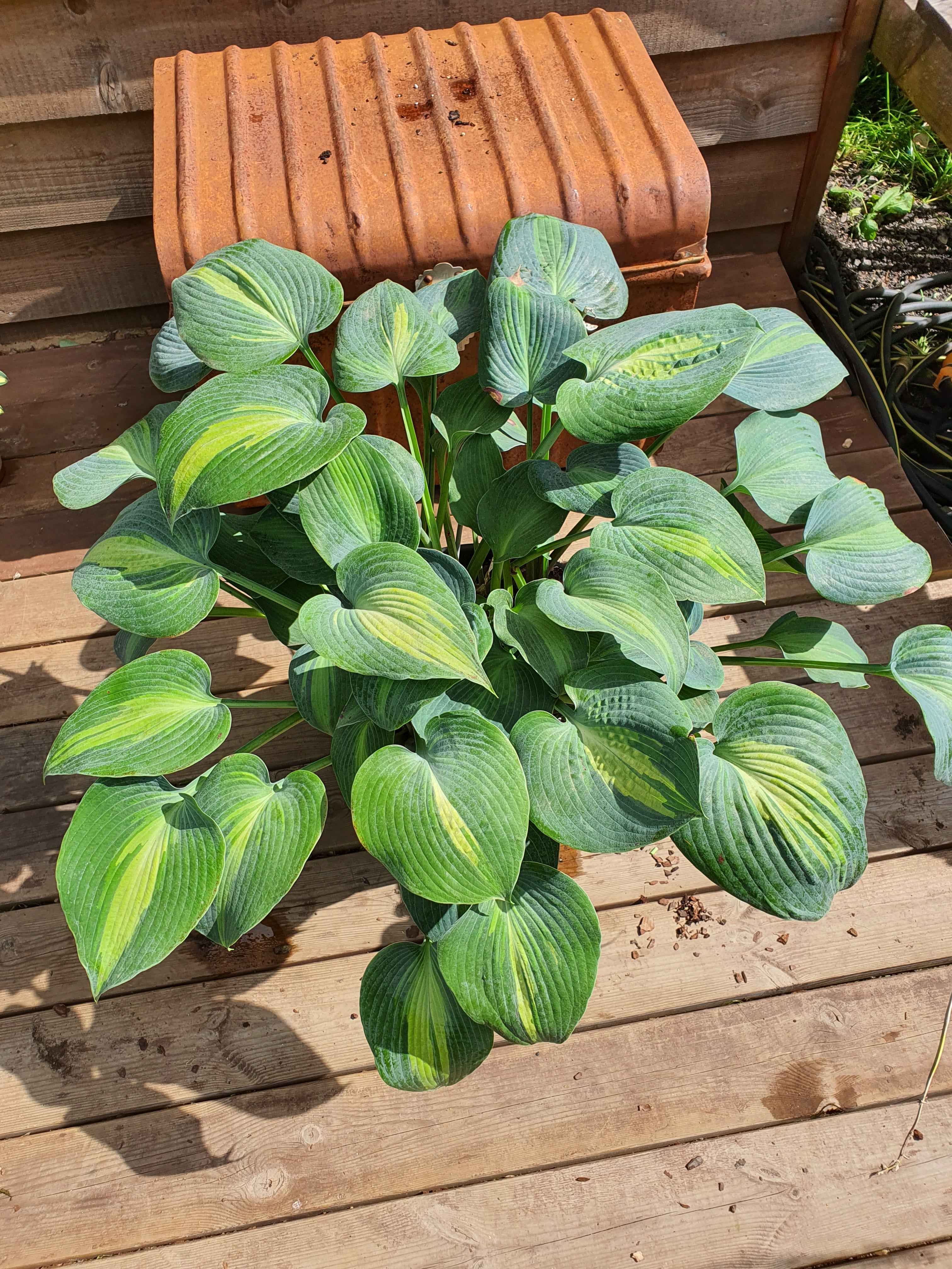 Hosta 'Grand Marquee' - New Forest Hostas & Hemerocallis