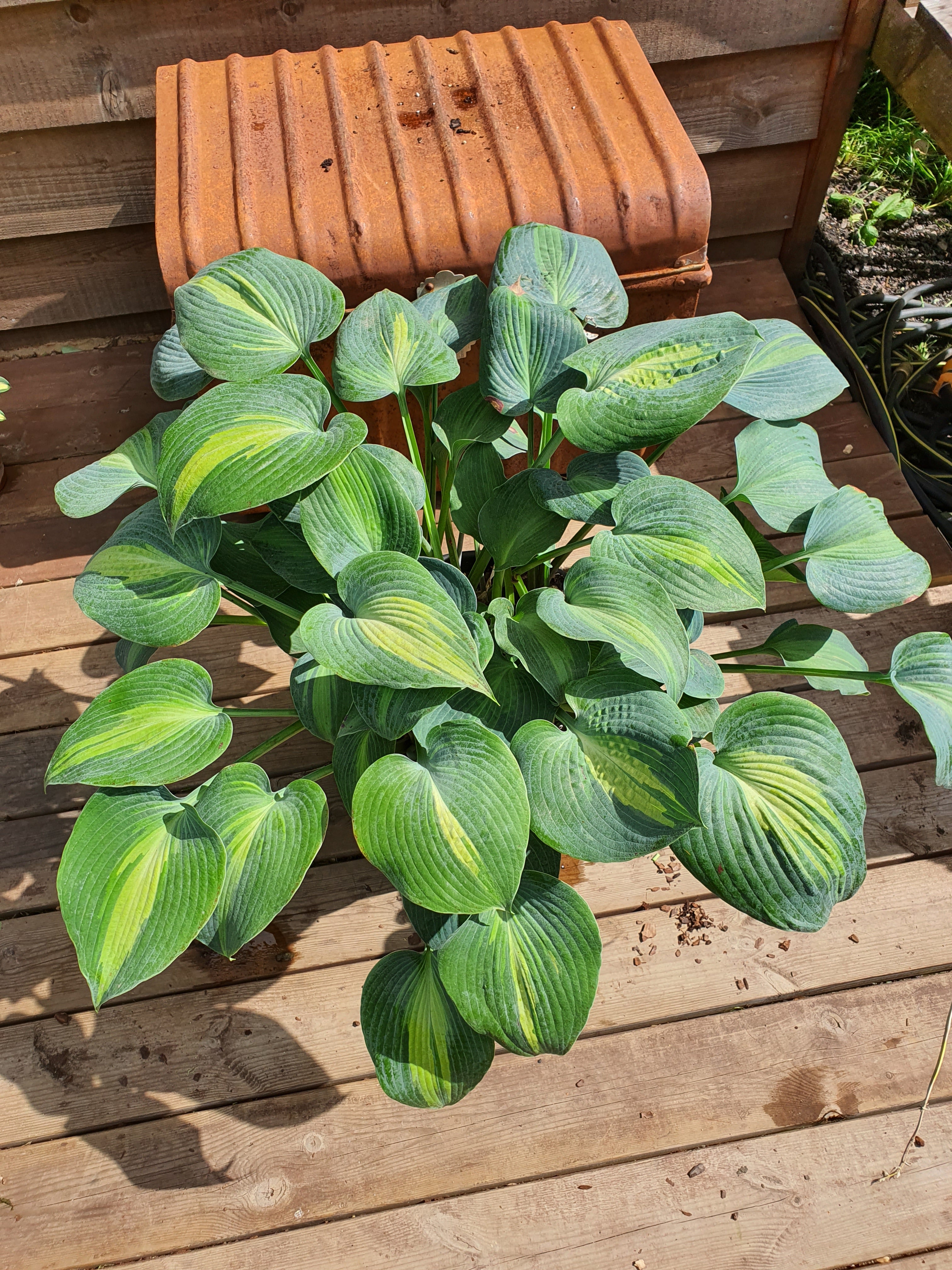 Hosta 'Grand Marquee' - New Forest Hostas & Hemerocallis