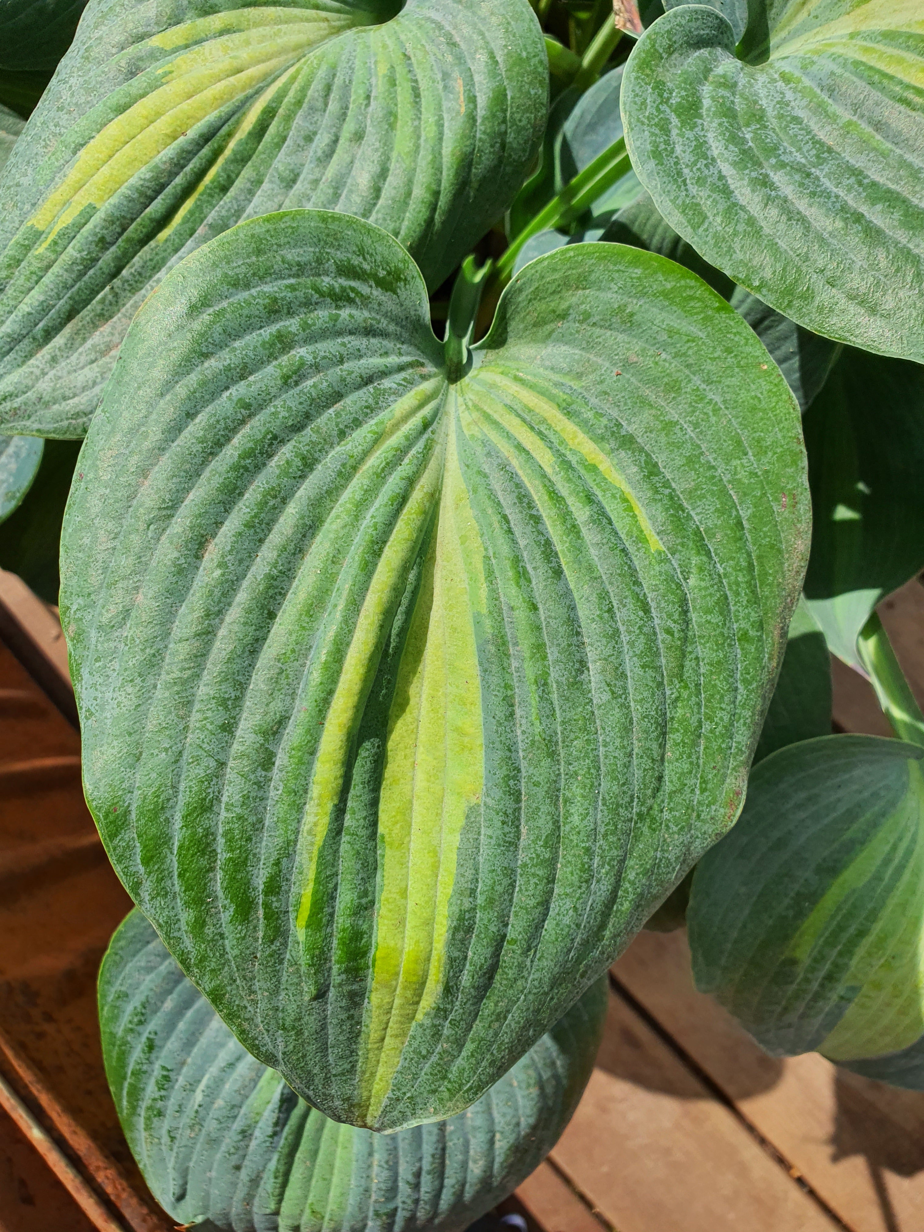Hosta 'Grand Marquee' - New Forest Hostas & Hemerocallis