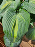 Hosta 'Grand Marquee' - New Forest Hostas & Hemerocallis