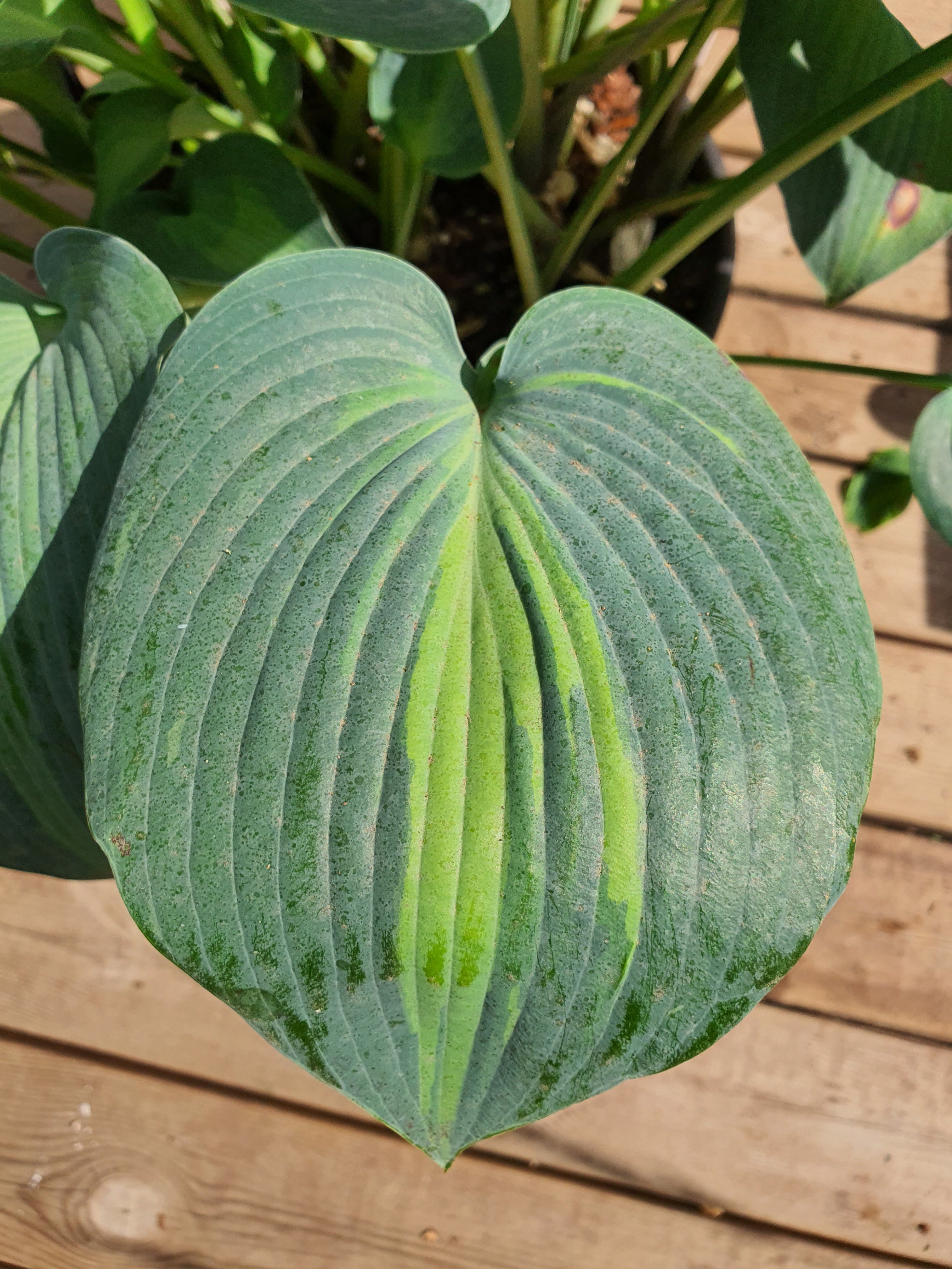 Hosta 'Grand Marquee' - New Forest Hostas & Hemerocallis