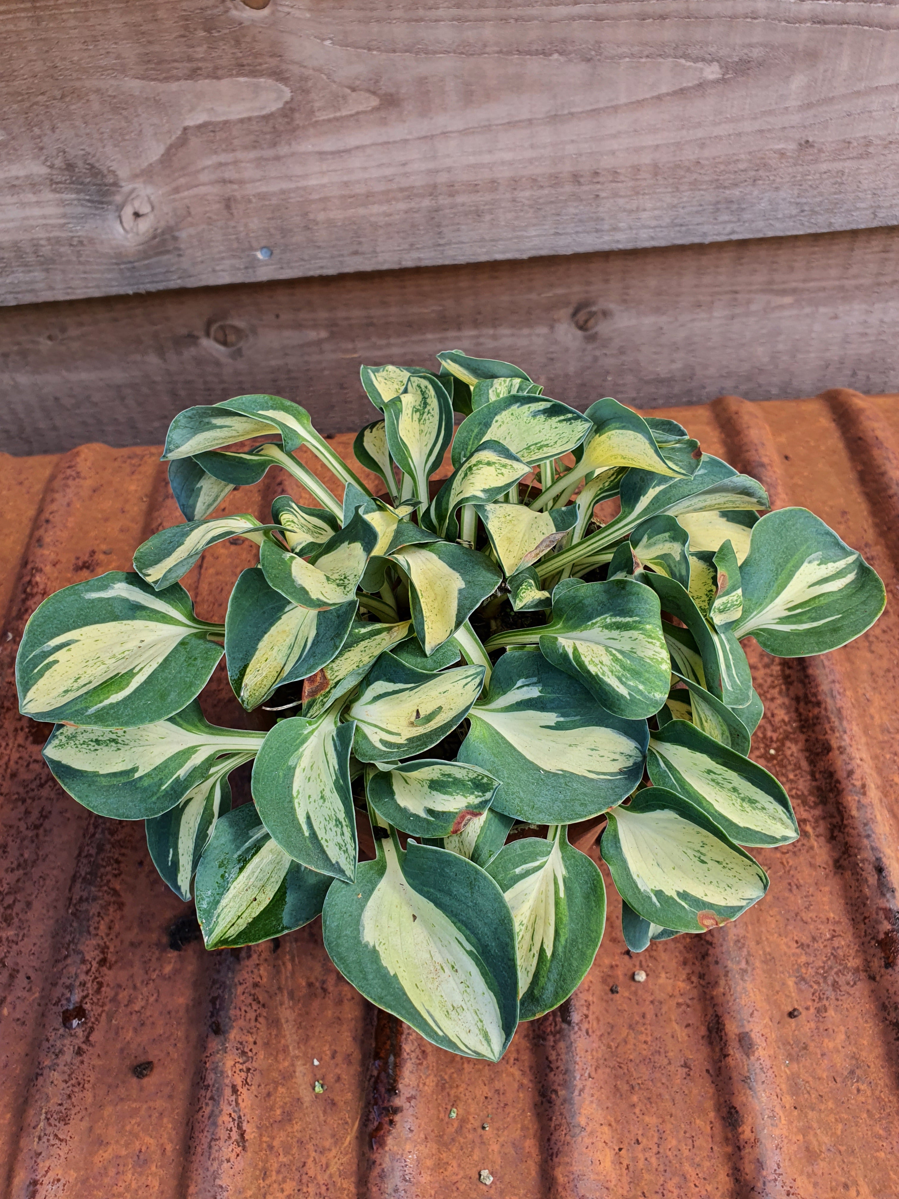 Hosta 'Mouse Trap' - New Forest Hostas & Hemerocallis