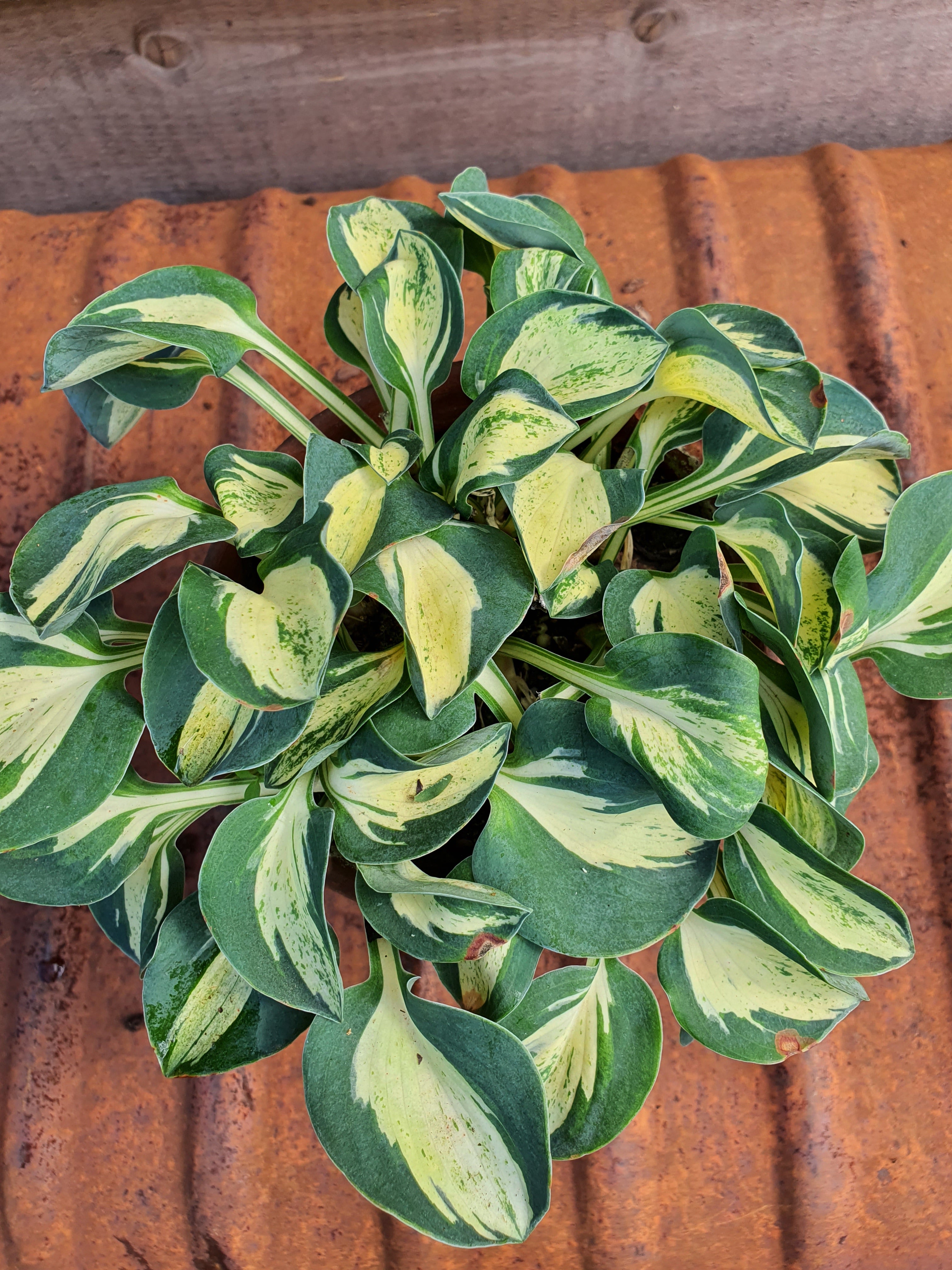 Hosta 'Mouse Trap' - New Forest Hostas & Hemerocallis