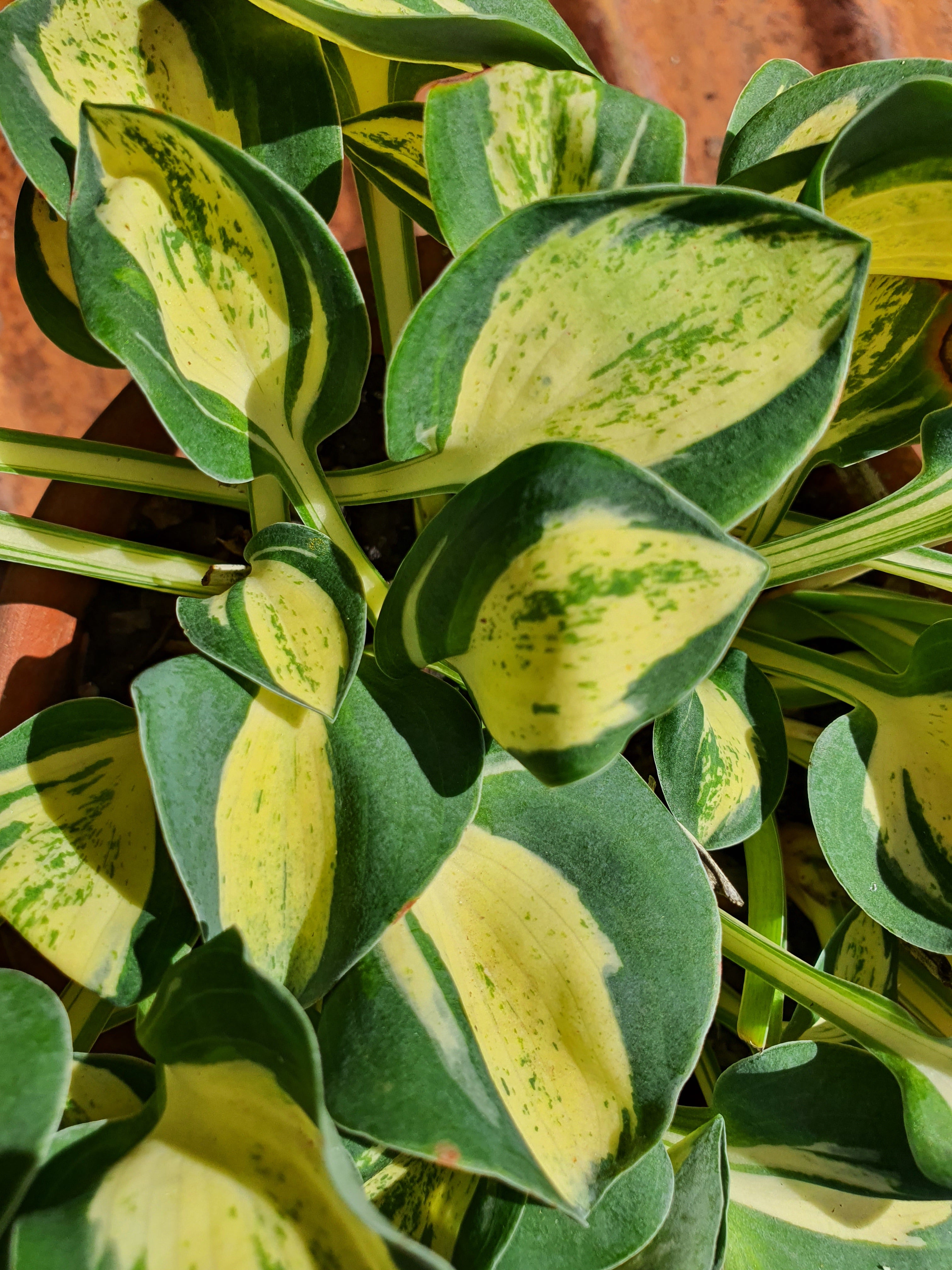 Hosta 'Mouse Trap' - New Forest Hostas & Hemerocallis