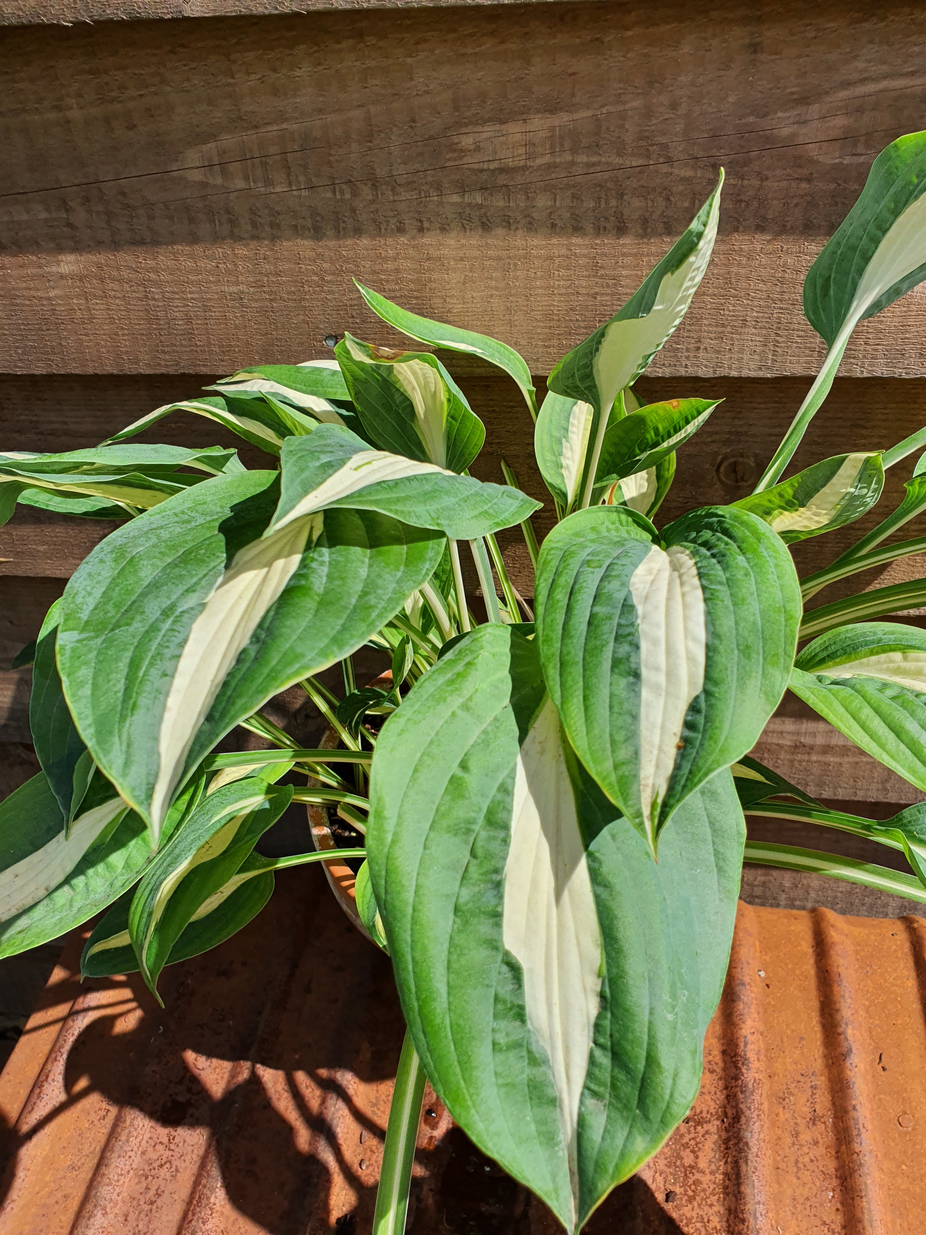 Hosta 'Pin-Up' - New Forest Hostas & Hemerocallis
