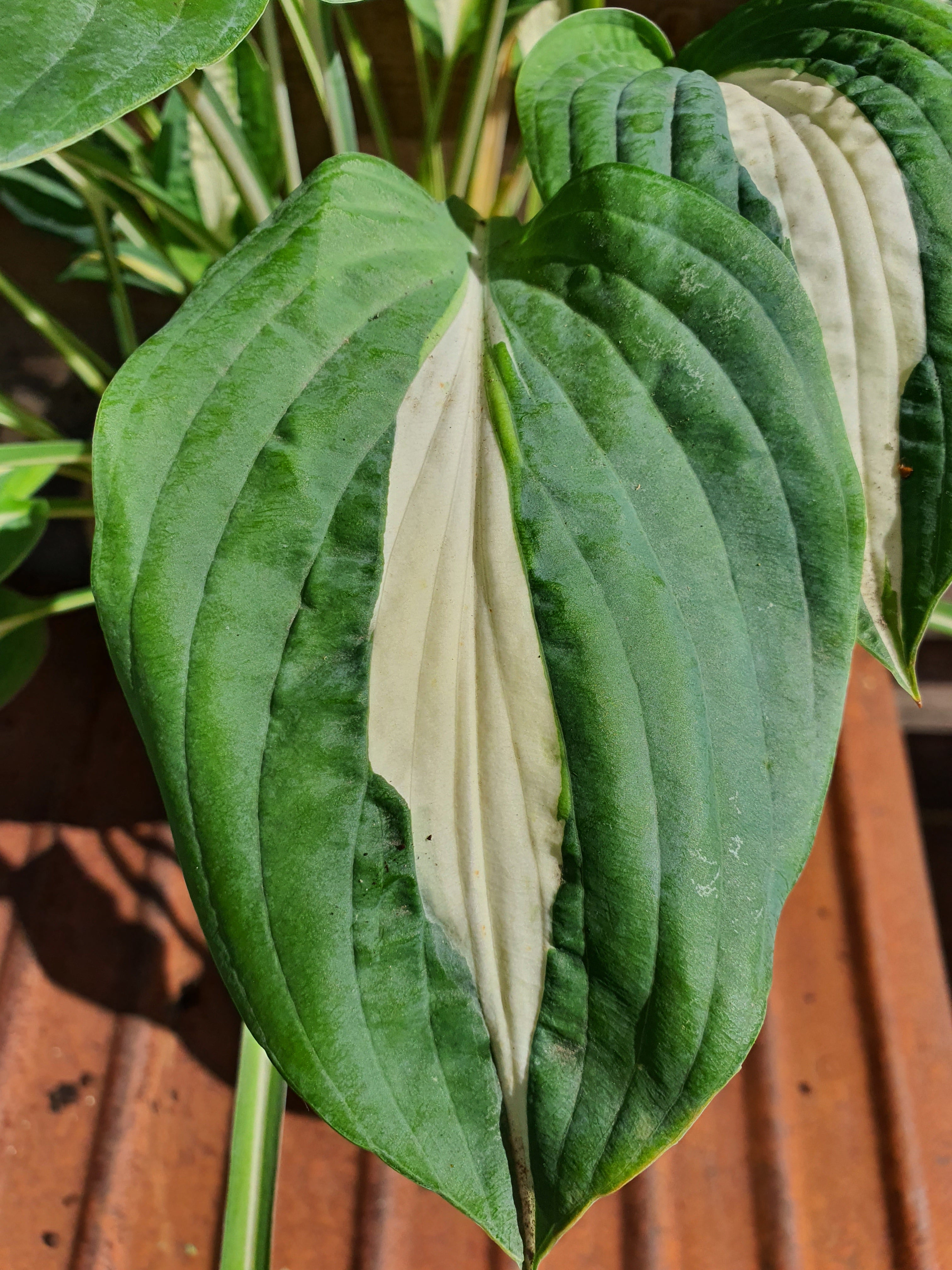 Hosta 'Pin-Up' - New Forest Hostas & Hemerocallis