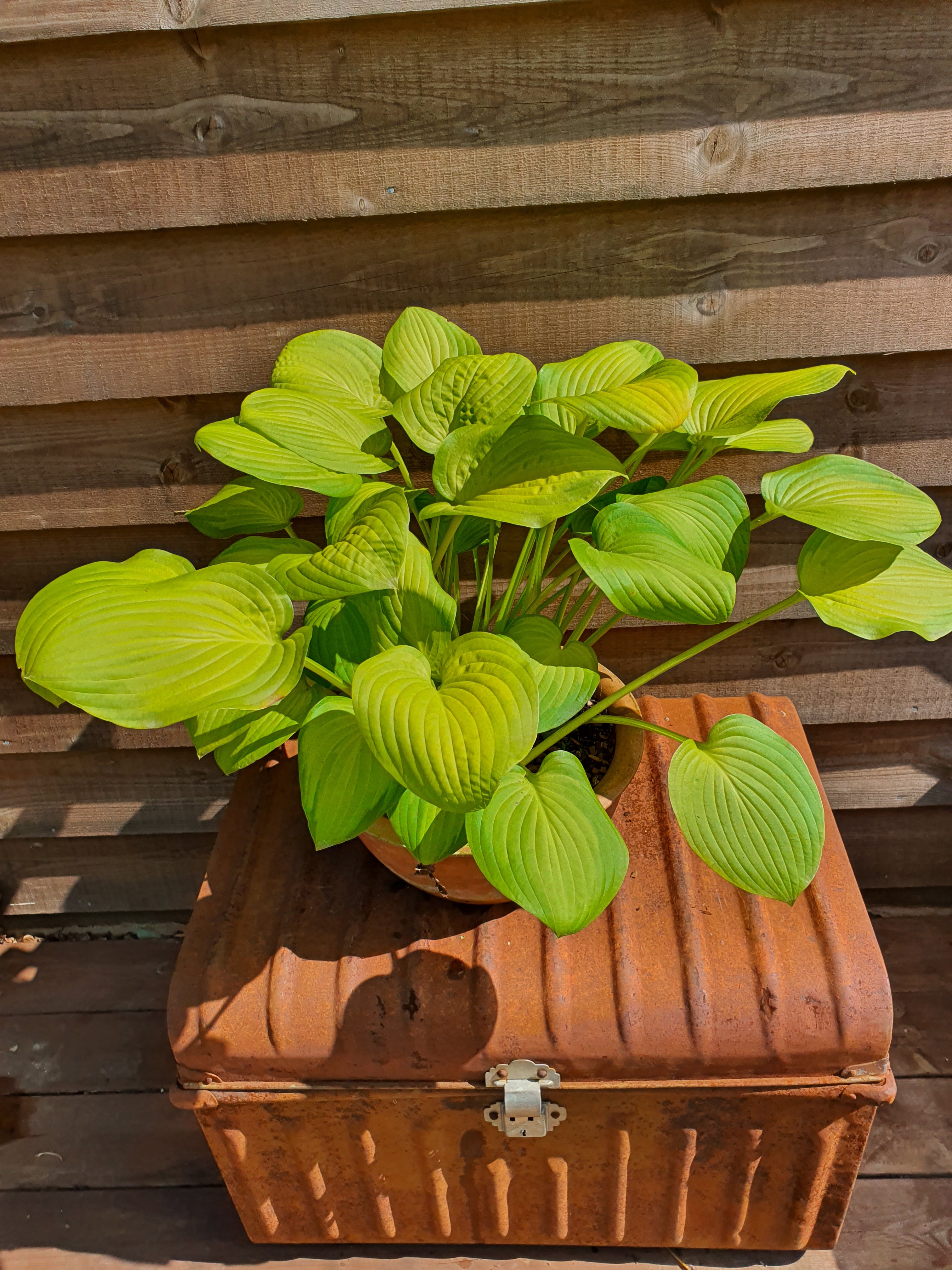 Hosta 'Lakeside Banana Bay' - New Forest Hostas & Hemerocallis
