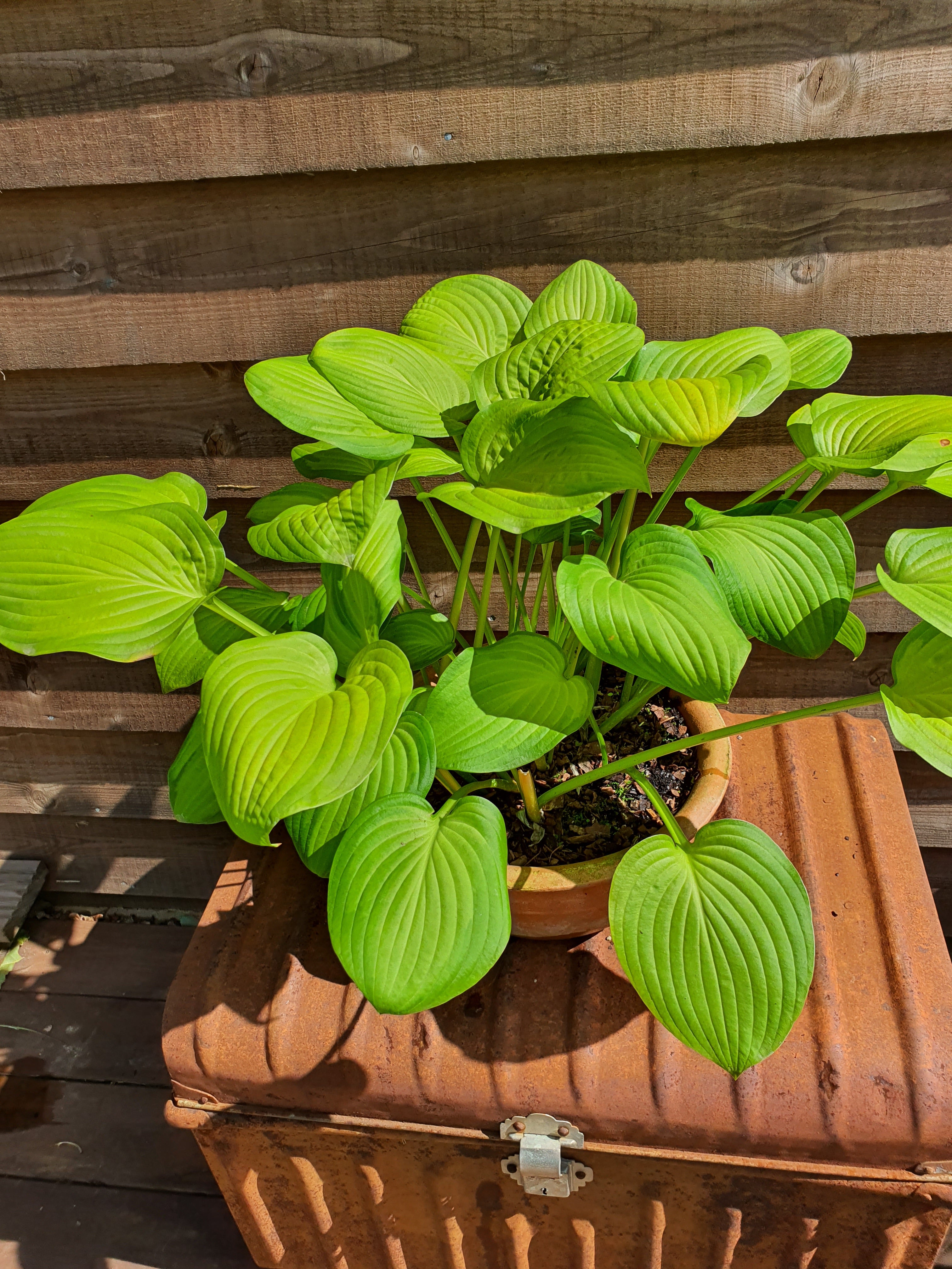 Hosta 'Lakeside Banana Bay' - New Forest Hostas & Hemerocallis