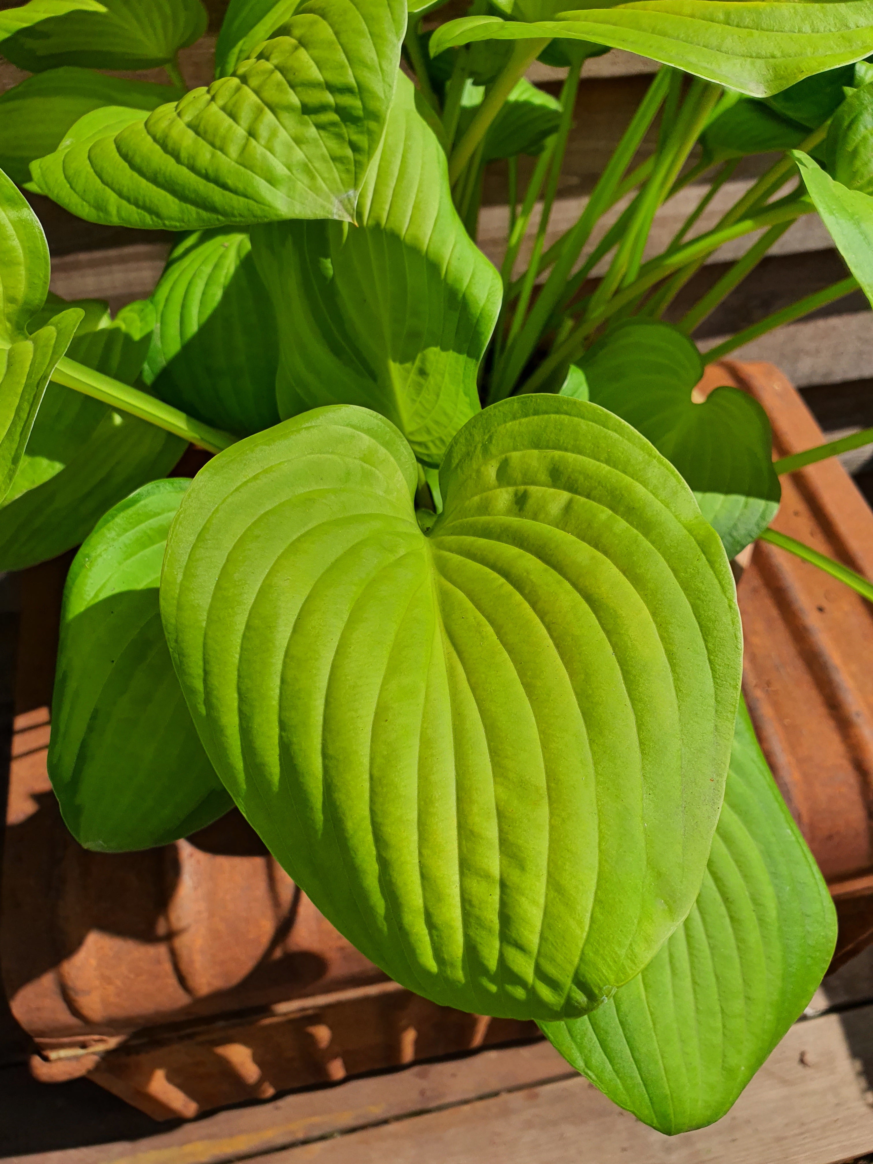 Hosta 'Lakeside Banana Bay' - New Forest Hostas & Hemerocallis
