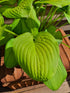 Hosta 'Lakeside Banana Bay' - New Forest Hostas & Hemerocallis