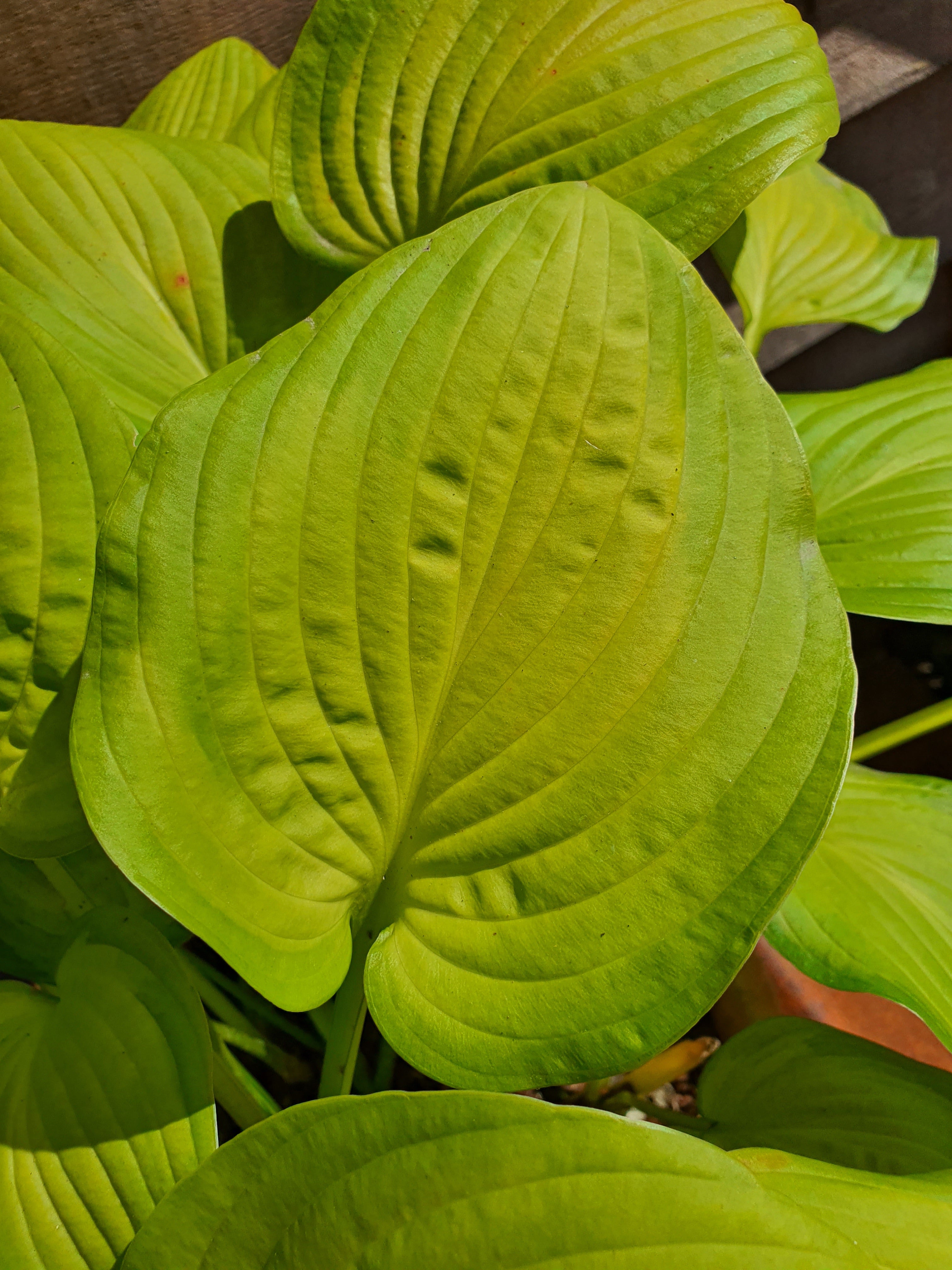 Hosta 'Lakeside Banana Bay' - New Forest Hostas & Hemerocallis