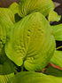 Hosta 'Lakeside Banana Bay' - New Forest Hostas & Hemerocallis