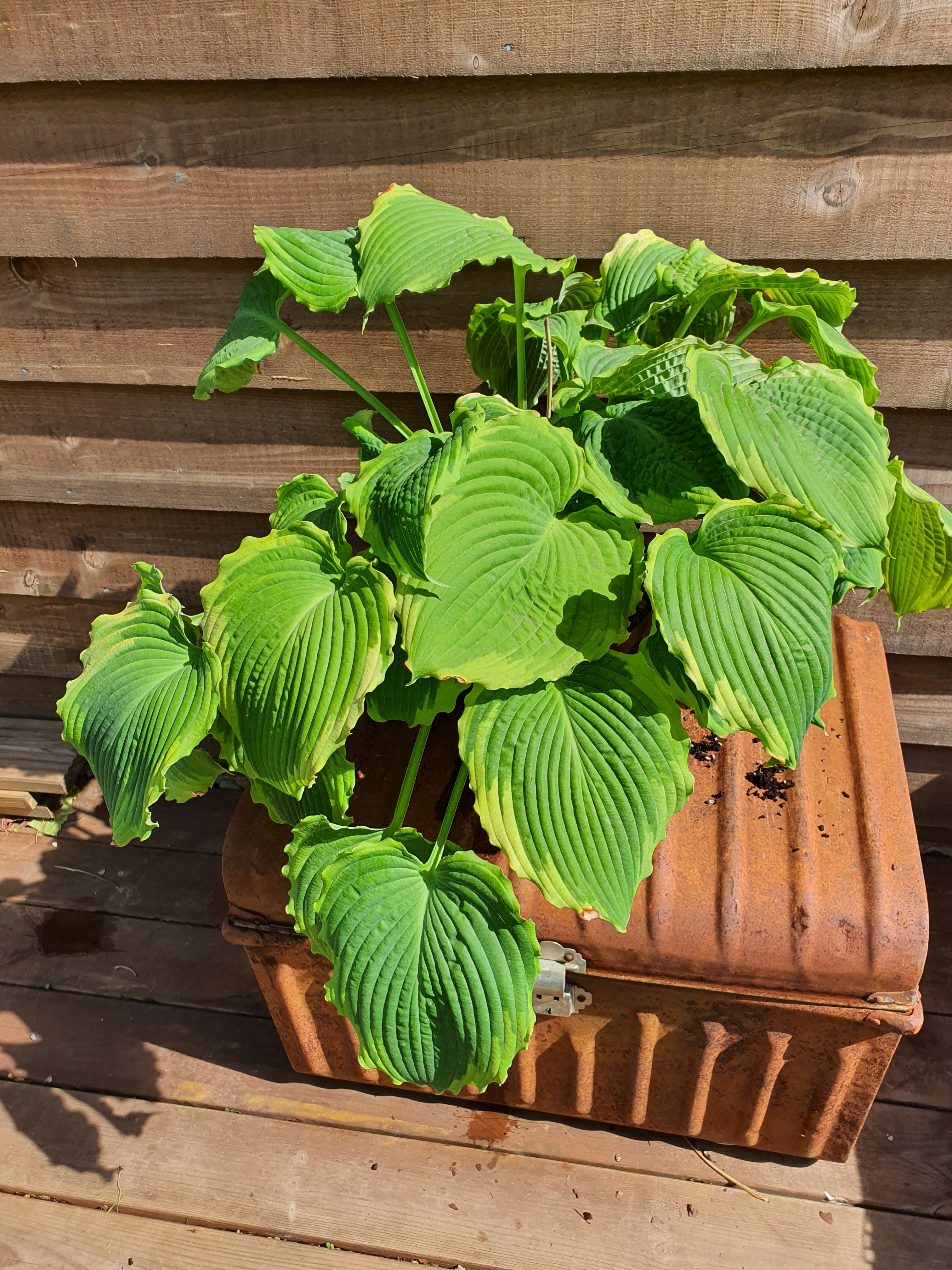 Hosta 'Spartacus' - New Forest Hostas & Hemerocallis