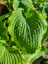 Hosta 'Spartacus' - New Forest Hostas & Hemerocallis
