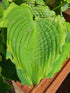 Hosta 'Spartacus' - New Forest Hostas & Hemerocallis