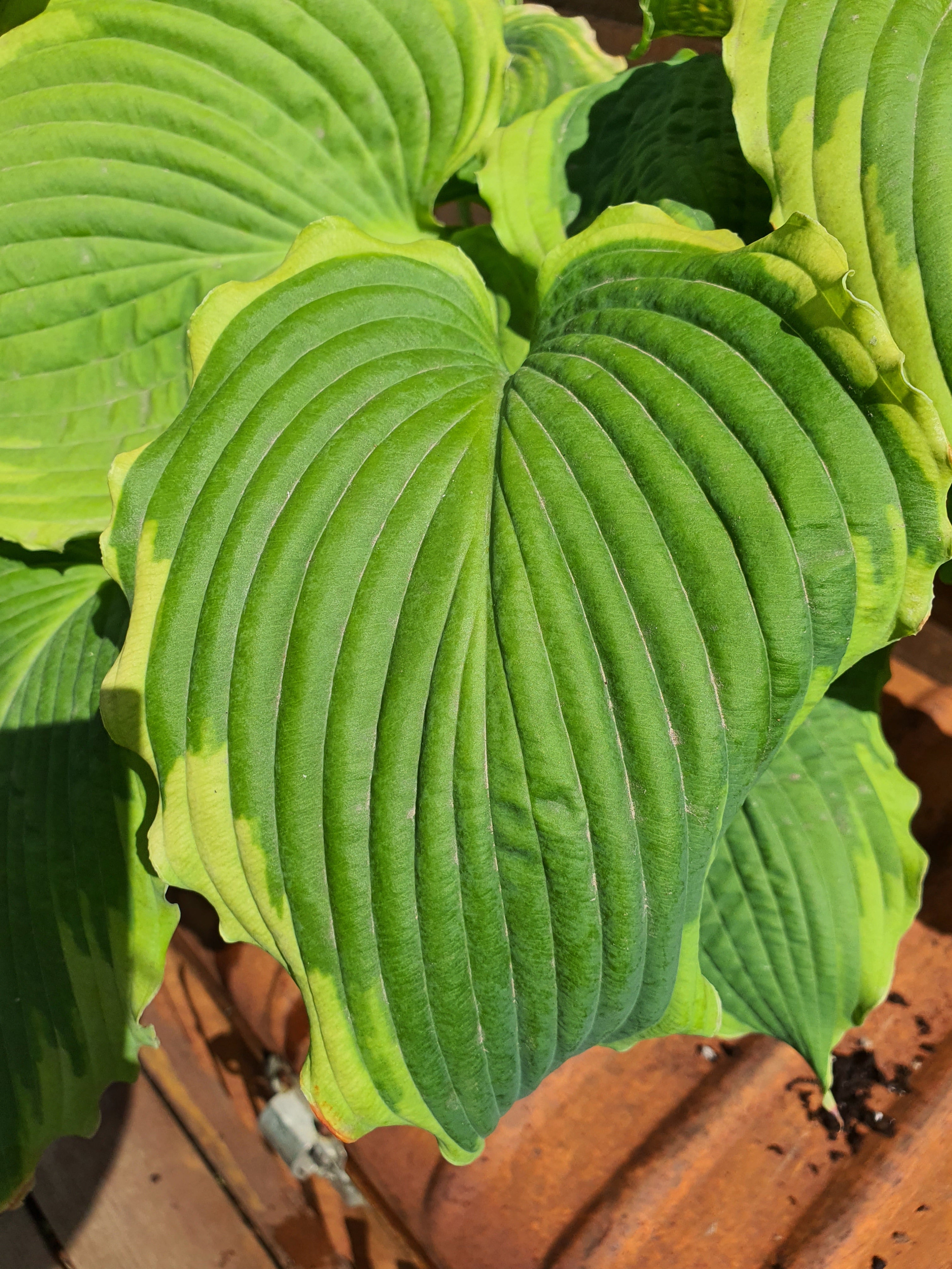Hosta 'Spartacus' - New Forest Hostas & Hemerocallis