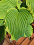 Hosta 'Spartacus' - New Forest Hostas & Hemerocallis