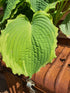 Hosta 'Spartacus' - New Forest Hostas & Hemerocallis