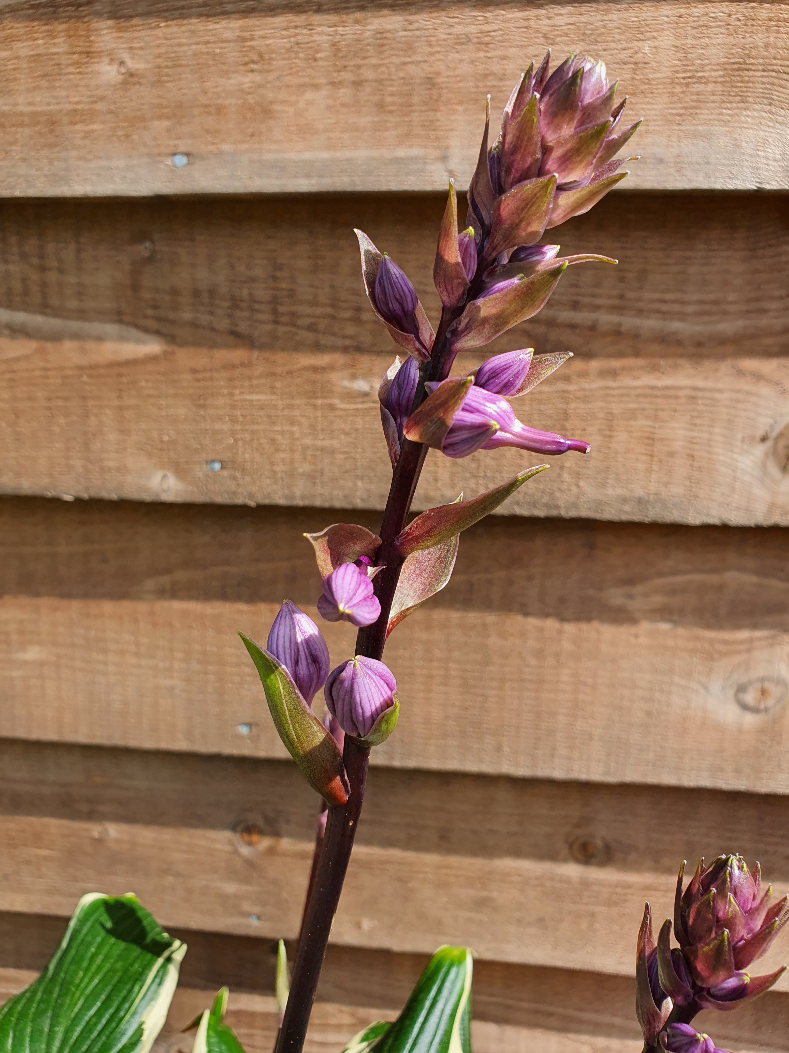 Hosta 'Sorbet' - New Forest Hostas & Hemerocallis