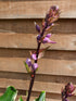Hosta 'Sorbet' - New Forest Hostas & Hemerocallis