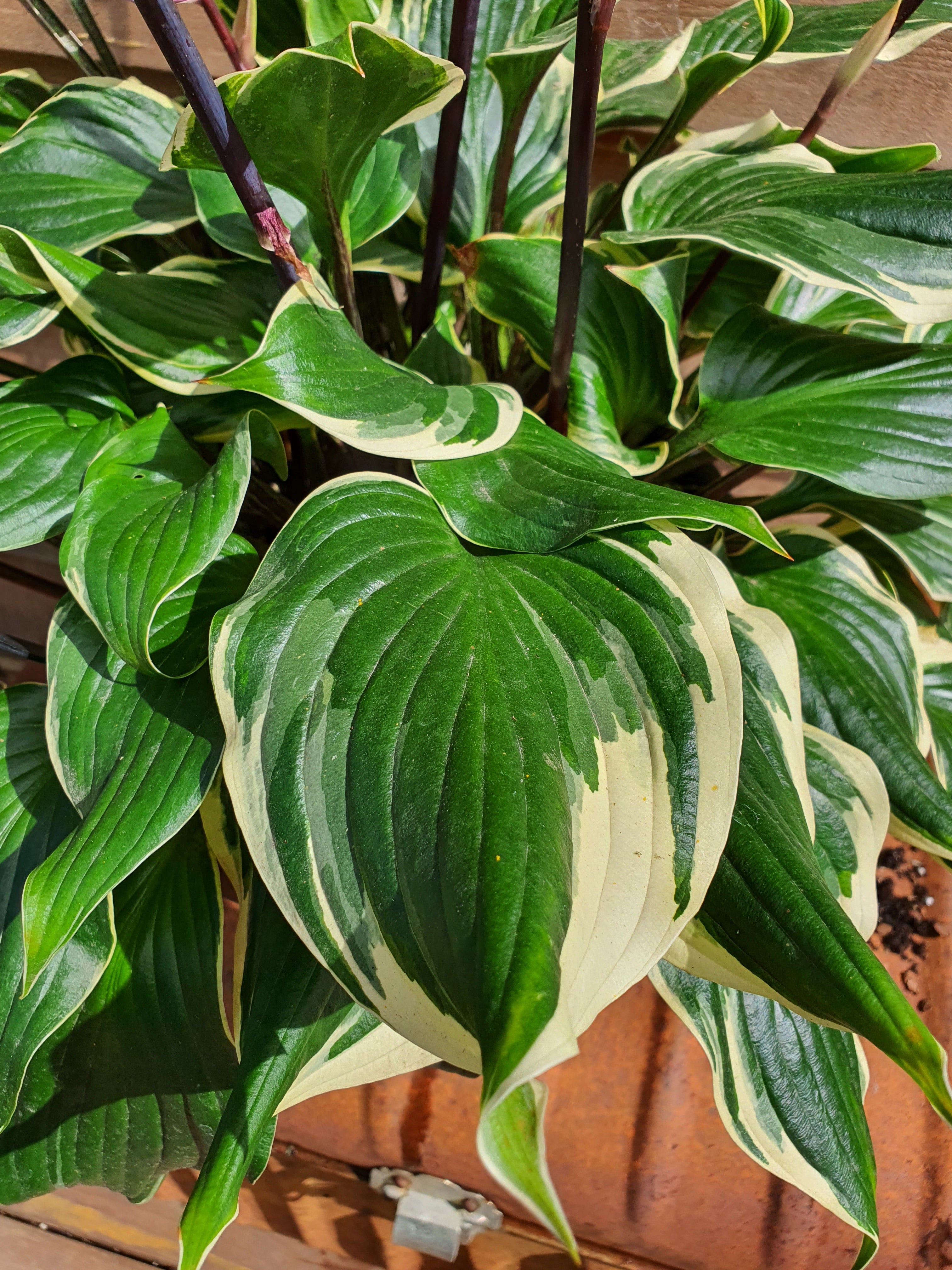 Hosta 'Sorbet' - New Forest Hostas & Hemerocallis