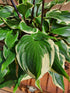 Hosta 'Sorbet' - New Forest Hostas & Hemerocallis