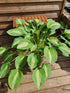 Hosta 'Kiwi Full Monty' - New Forest Hostas & Hemerocallis