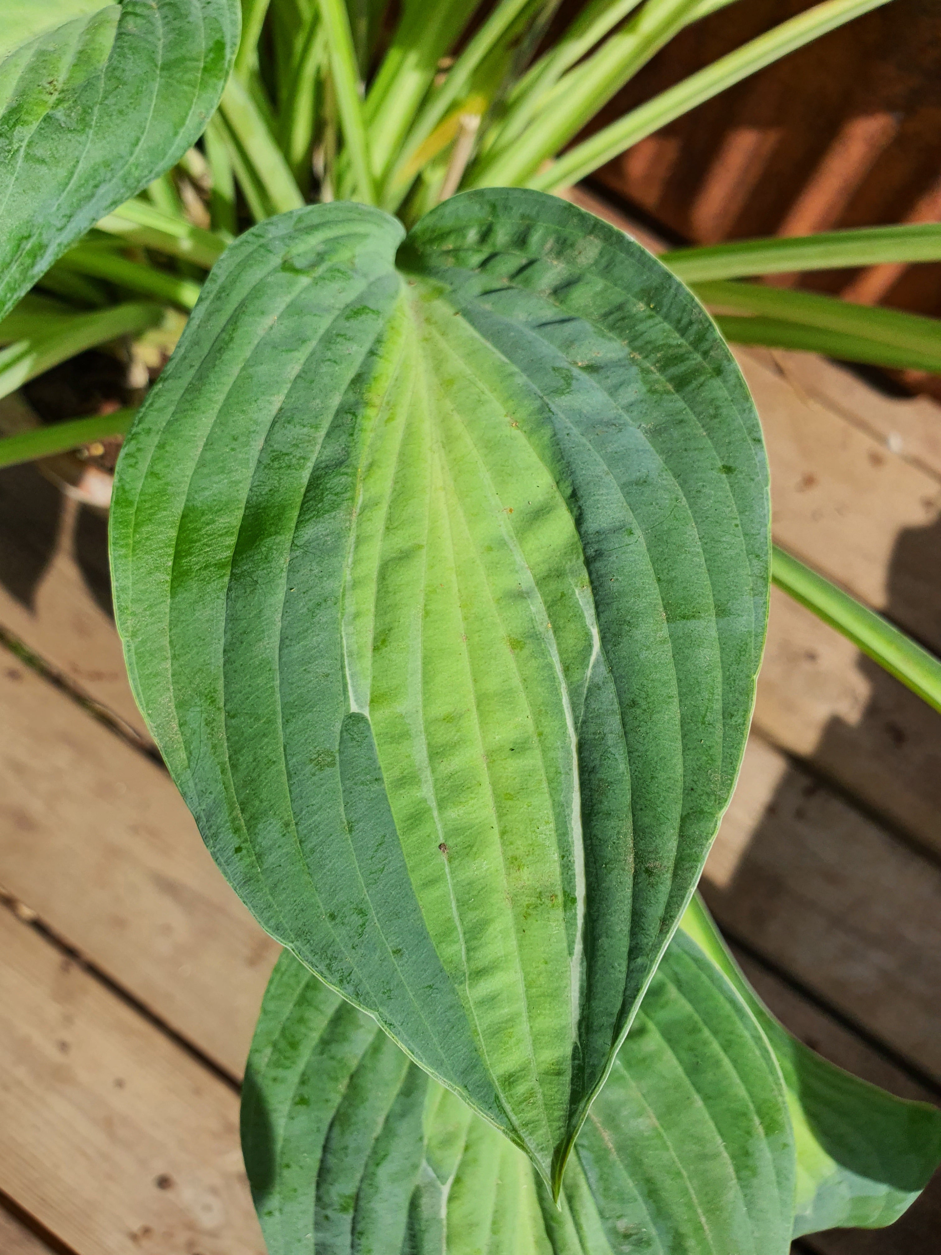 Hosta 'Kiwi Full Monty' - New Forest Hostas & Hemerocallis