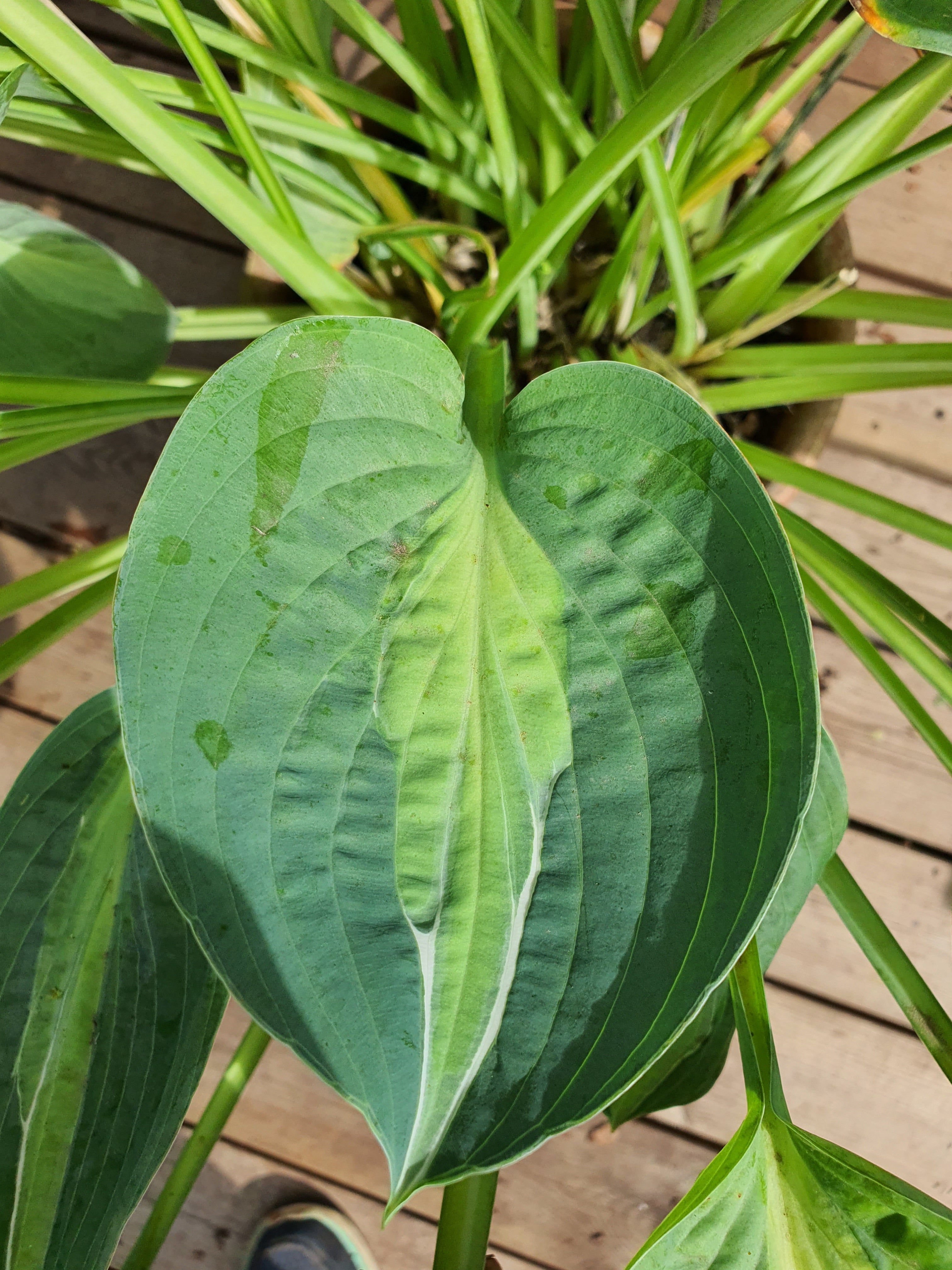 Hosta 'Kiwi Full Monty' - New Forest Hostas & Hemerocallis