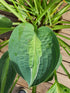 Hosta 'Kiwi Full Monty' - New Forest Hostas & Hemerocallis