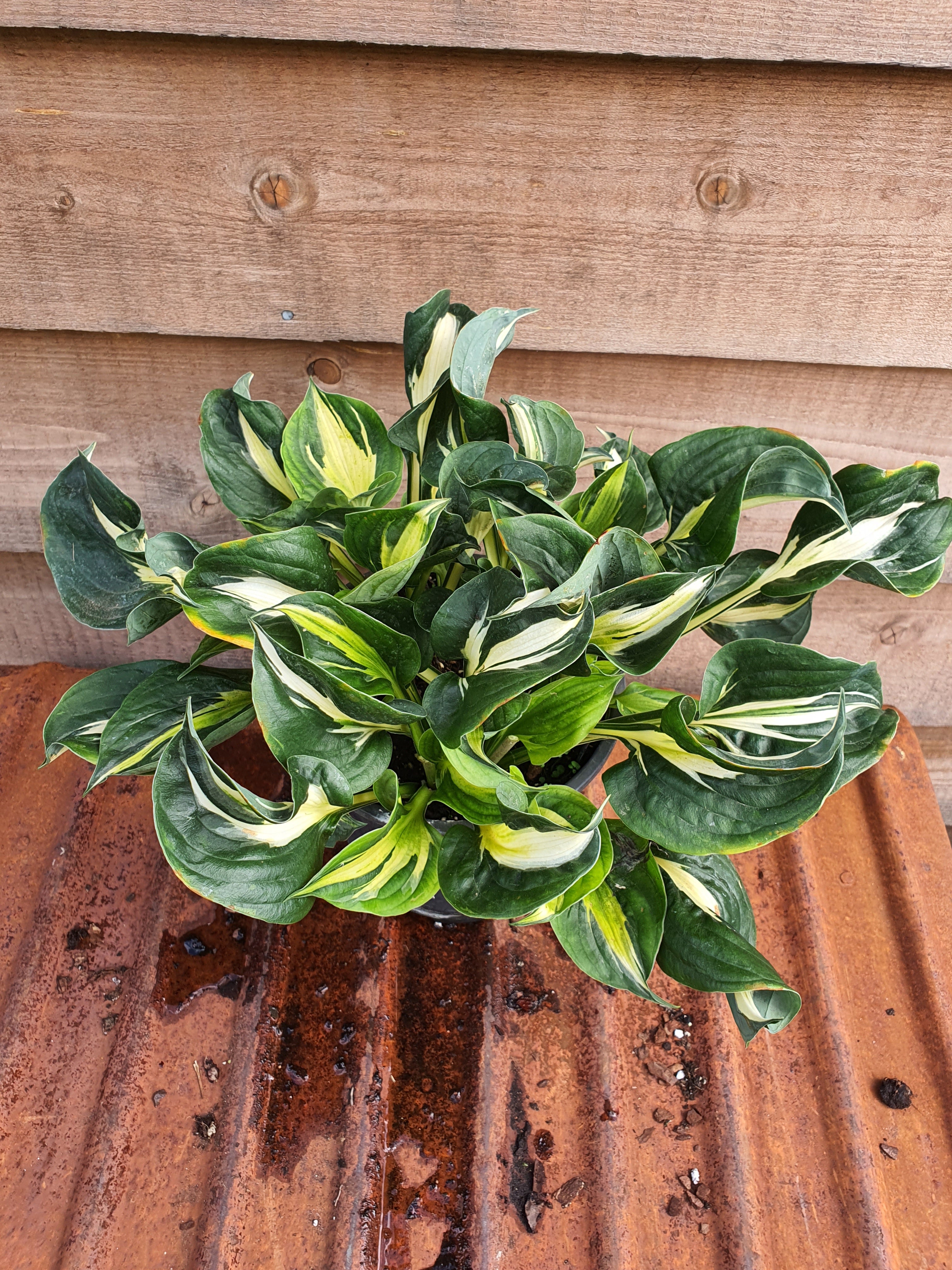 Hosta 'Oreo Cream' - New Forest Hostas & Hemerocallis