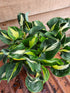 Hosta 'Oreo Cream' - New Forest Hostas & Hemerocallis