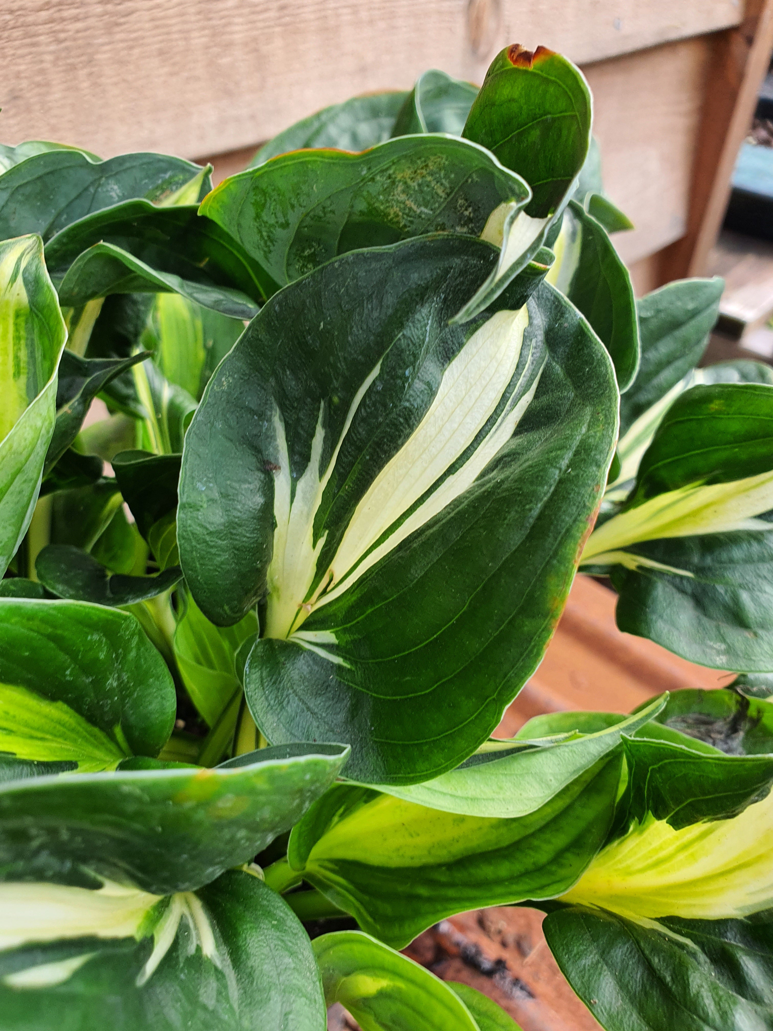 Hosta 'Oreo Cream' - New Forest Hostas & Hemerocallis