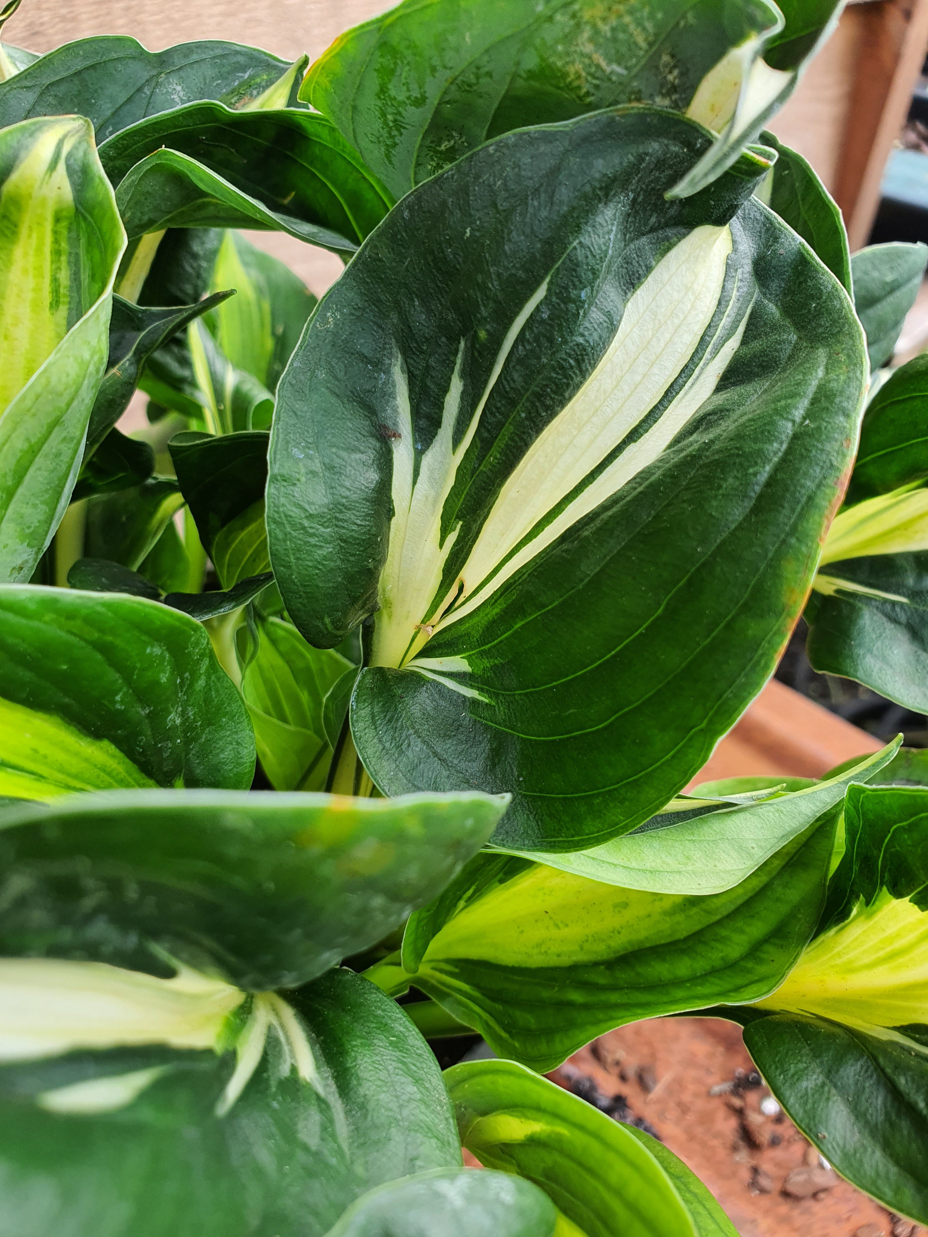 Hosta 'Oreo Cream' - New Forest Hostas & Hemerocallis