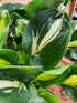 Hosta 'Oreo Cream' - New Forest Hostas & Hemerocallis