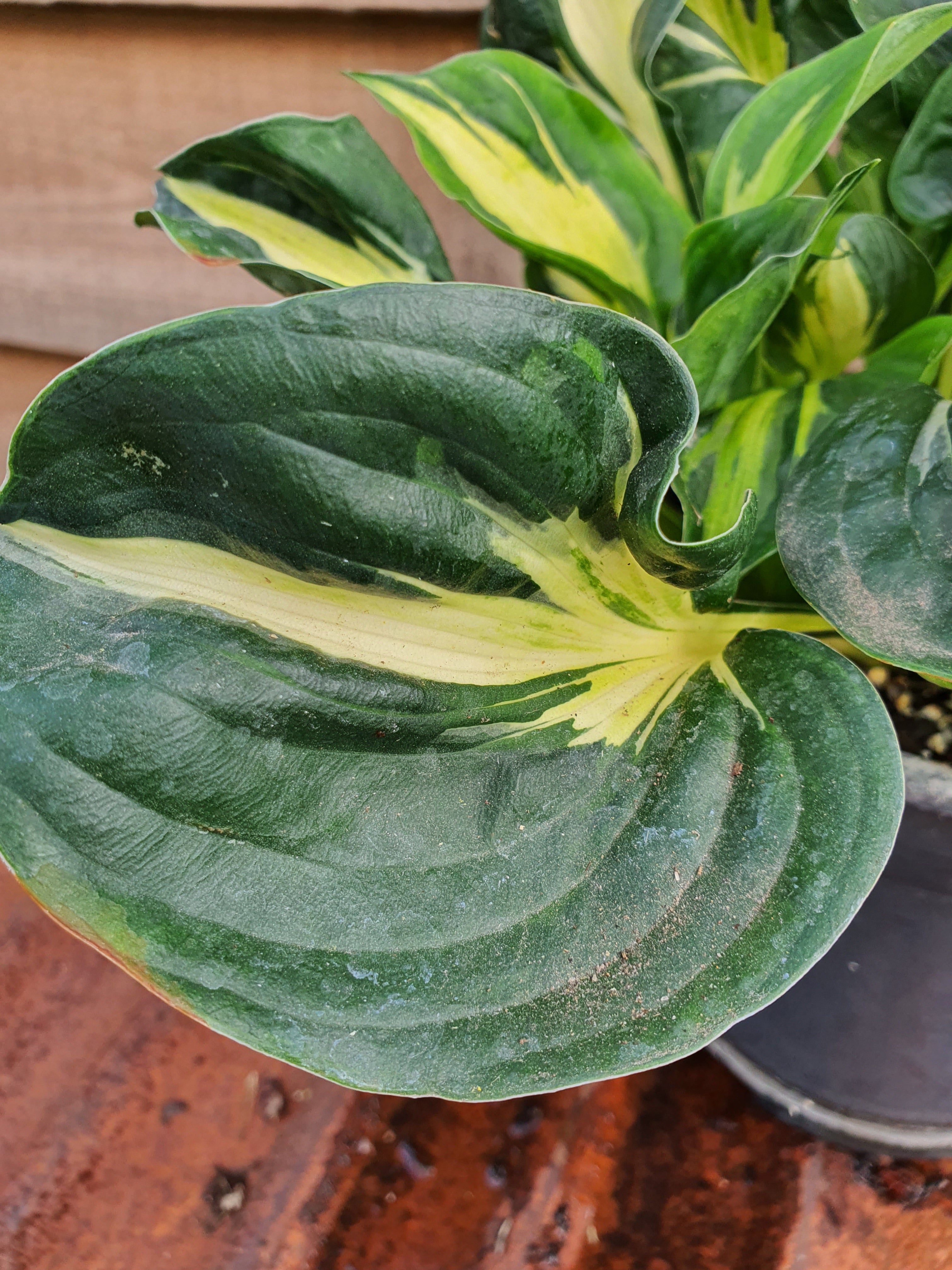 Hosta 'Oreo Cream' - New Forest Hostas & Hemerocallis
