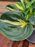 Hosta 'Oreo Cream' - New Forest Hostas & Hemerocallis