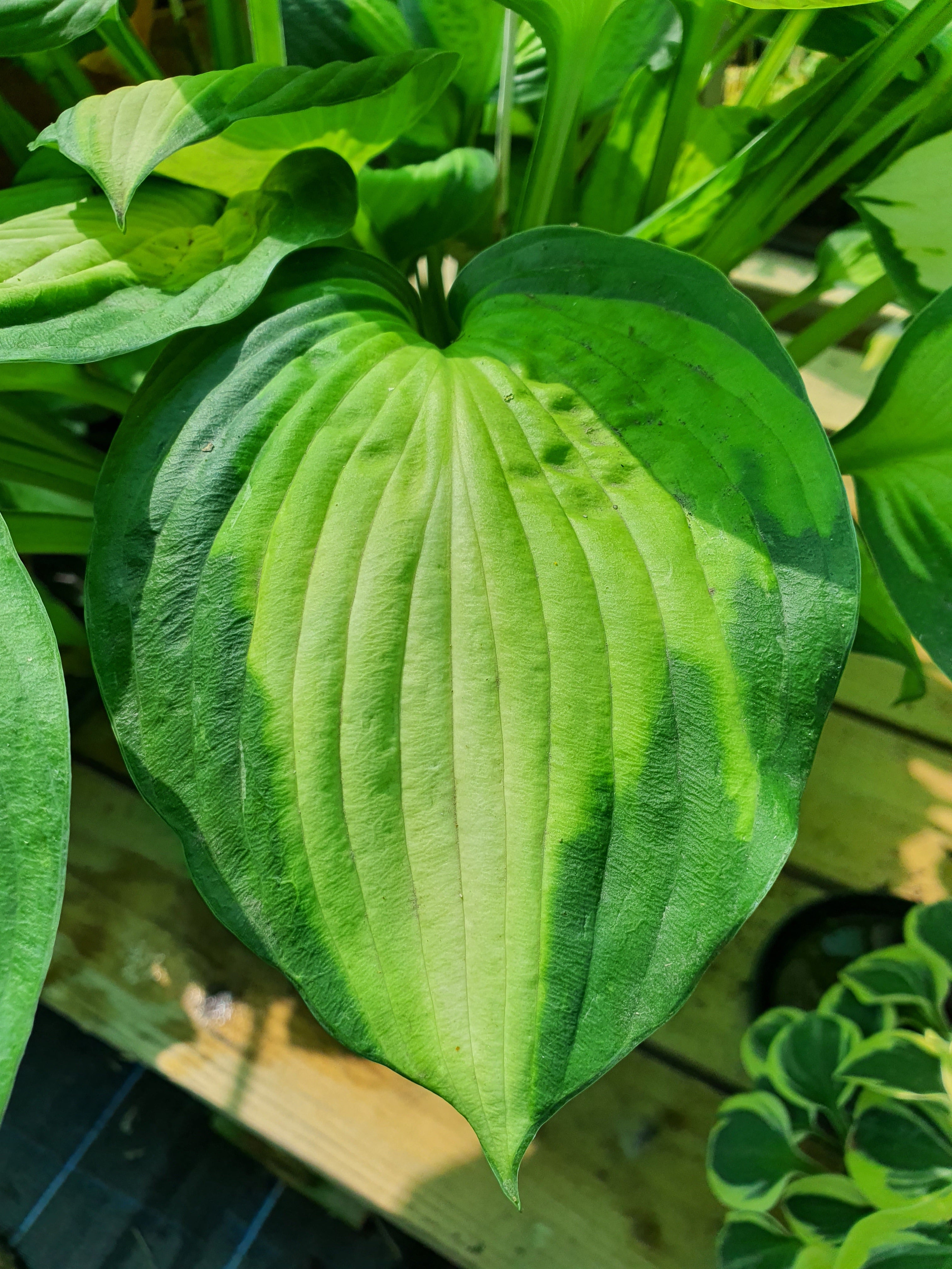 Hosta 'Captain Kirk' - New Forest Hostas & Hemerocallis