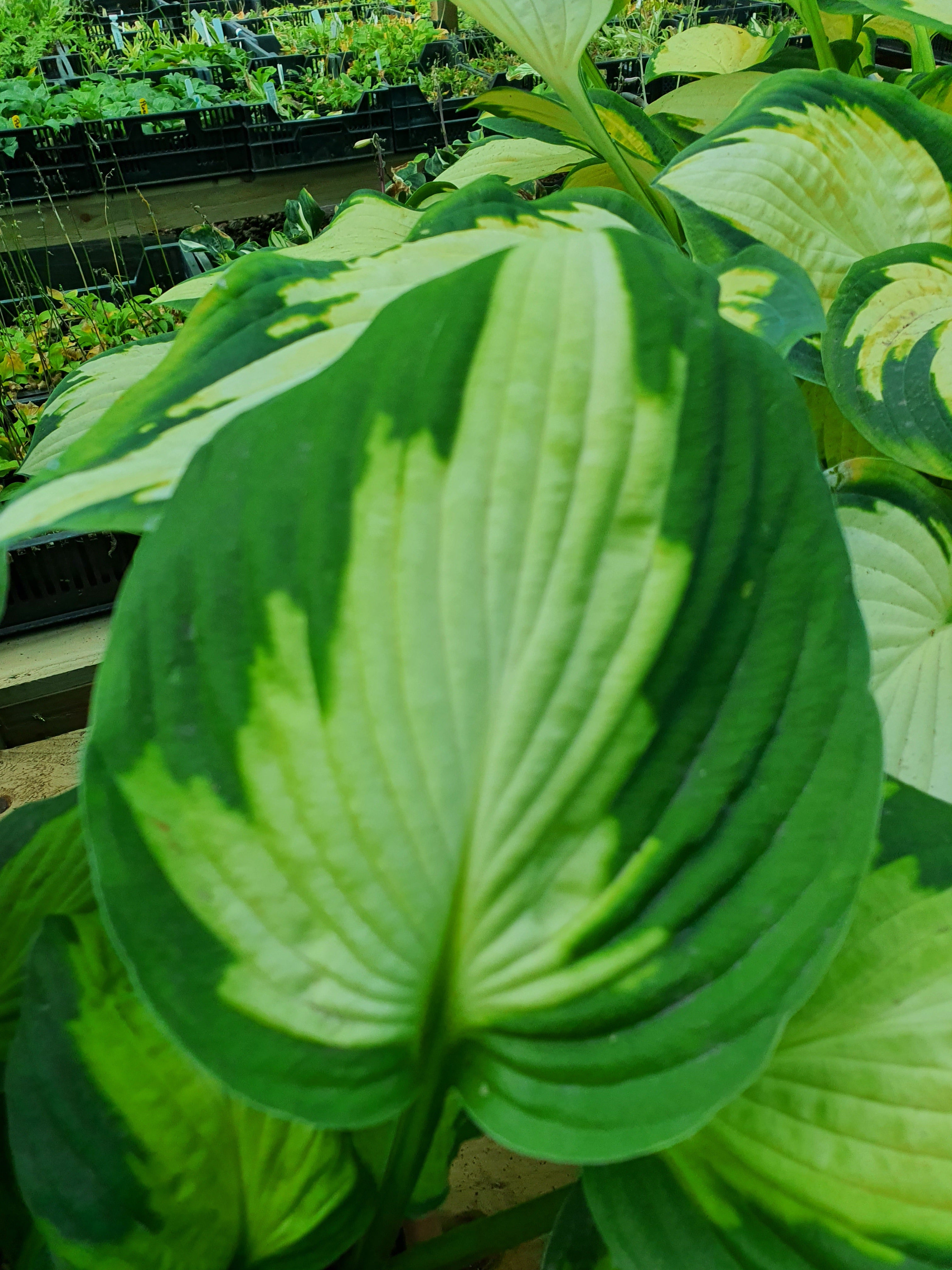 Hosta 'Captain Kirk' - New Forest Hostas & Hemerocallis