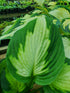 Hosta 'Captain Kirk' - New Forest Hostas & Hemerocallis