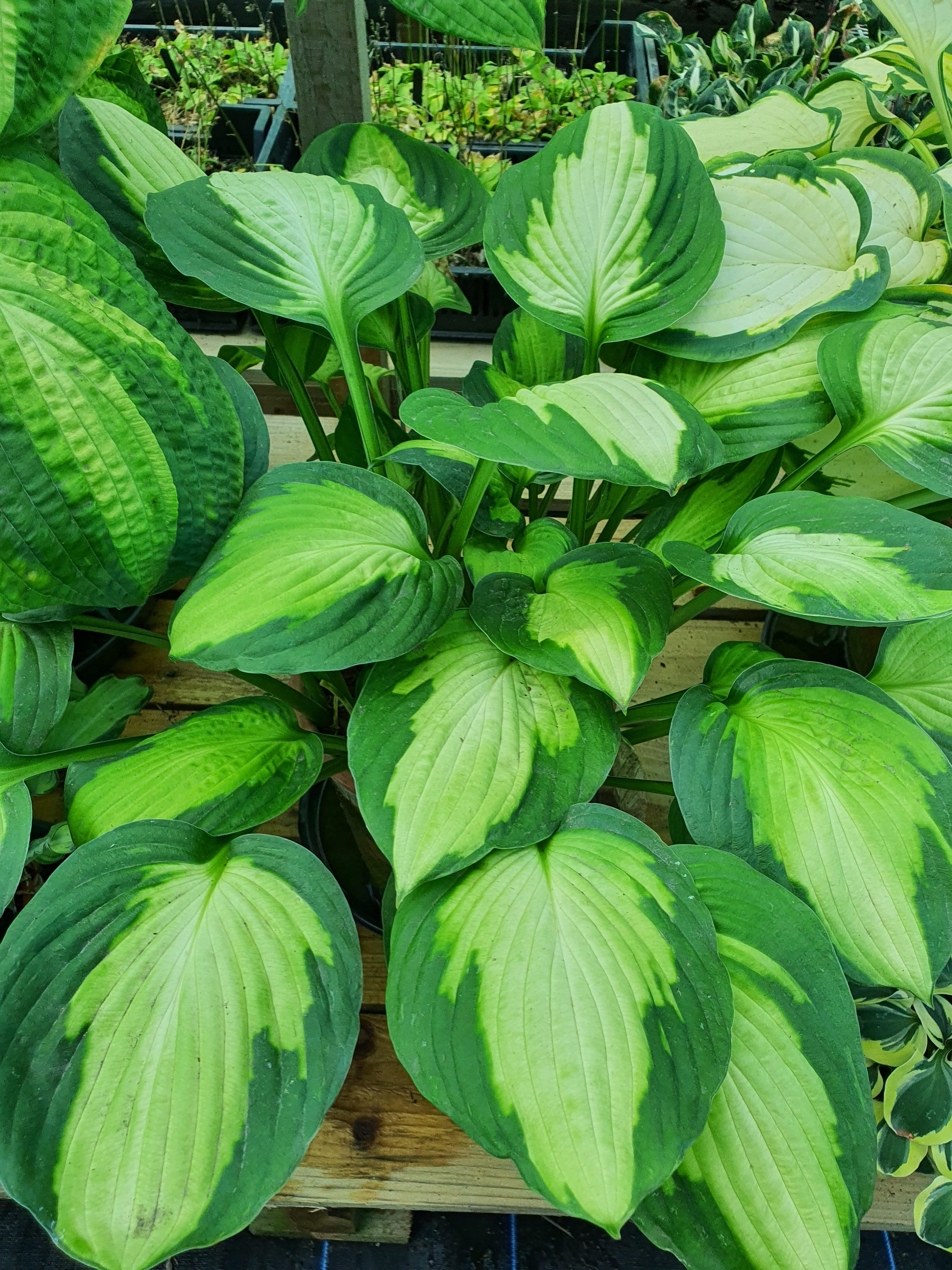 Hosta 'Captain Kirk' - New Forest Hostas & Hemerocallis