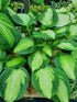 Hosta 'Captain Kirk' - New Forest Hostas & Hemerocallis