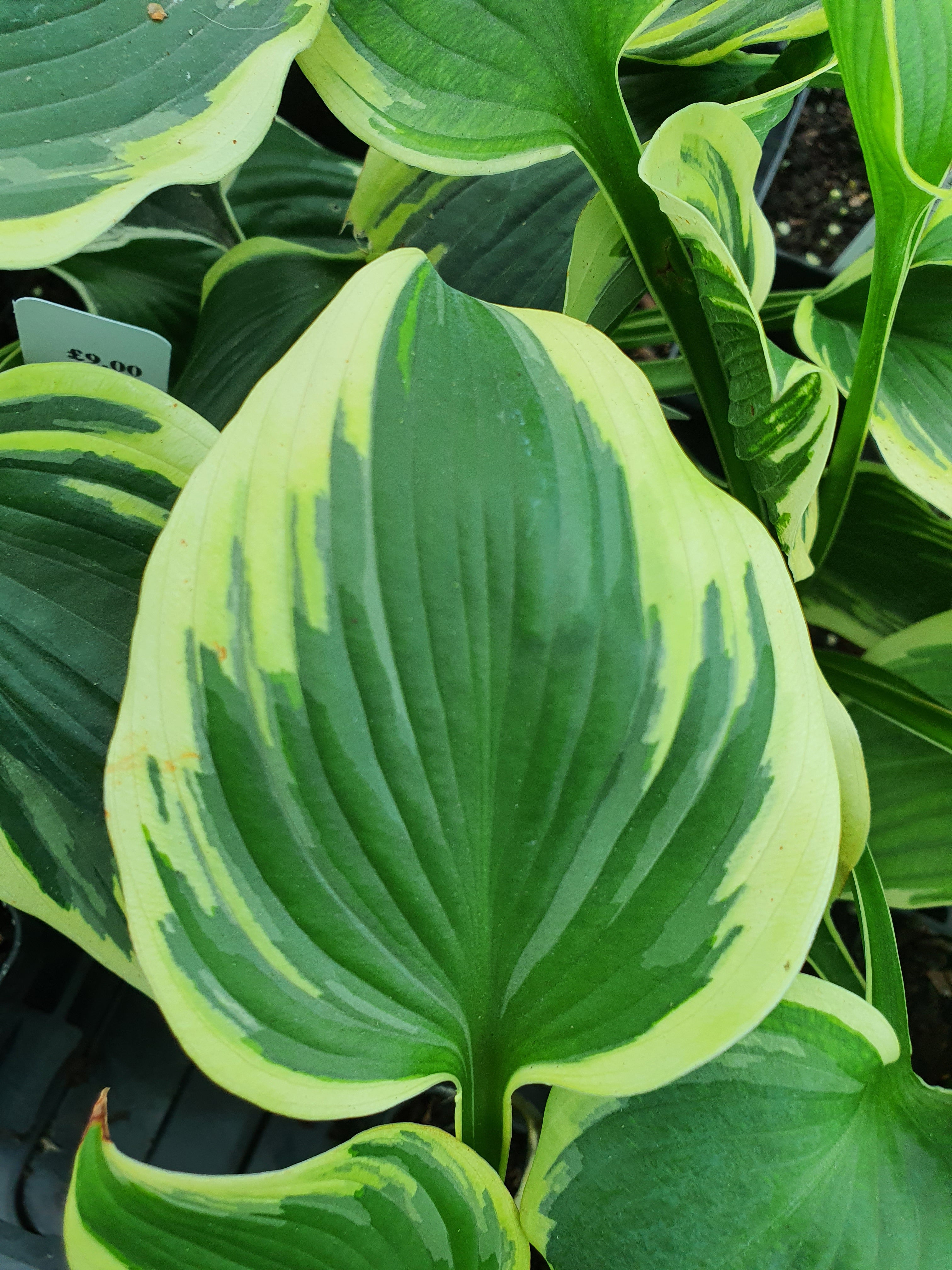 Hosta 'Band Of Gold' - New Forest Hostas & Hemerocallis