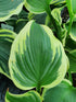 Hosta 'Band Of Gold' - New Forest Hostas & Hemerocallis