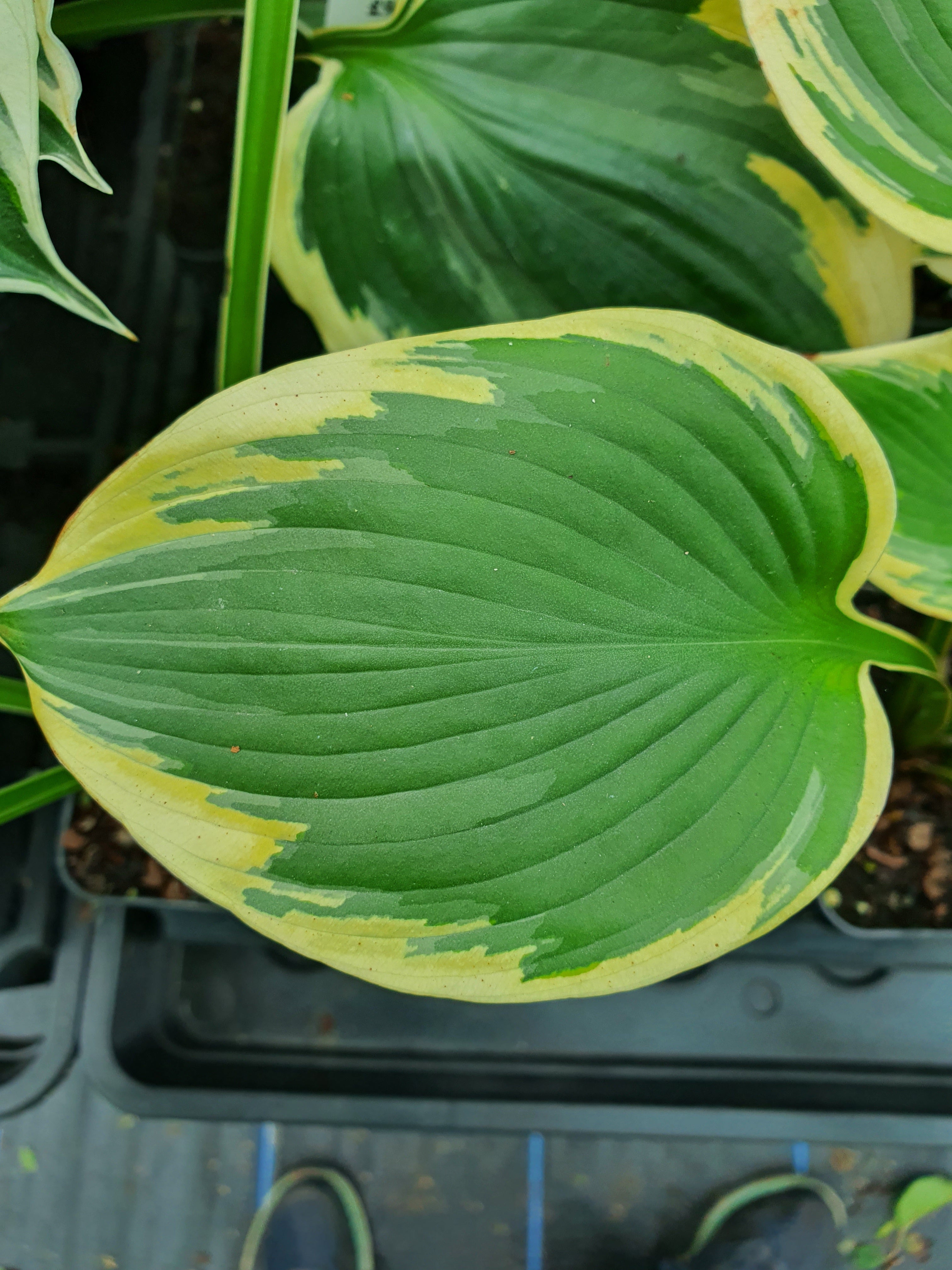Hosta 'Band Of Gold' - New Forest Hostas & Hemerocallis
