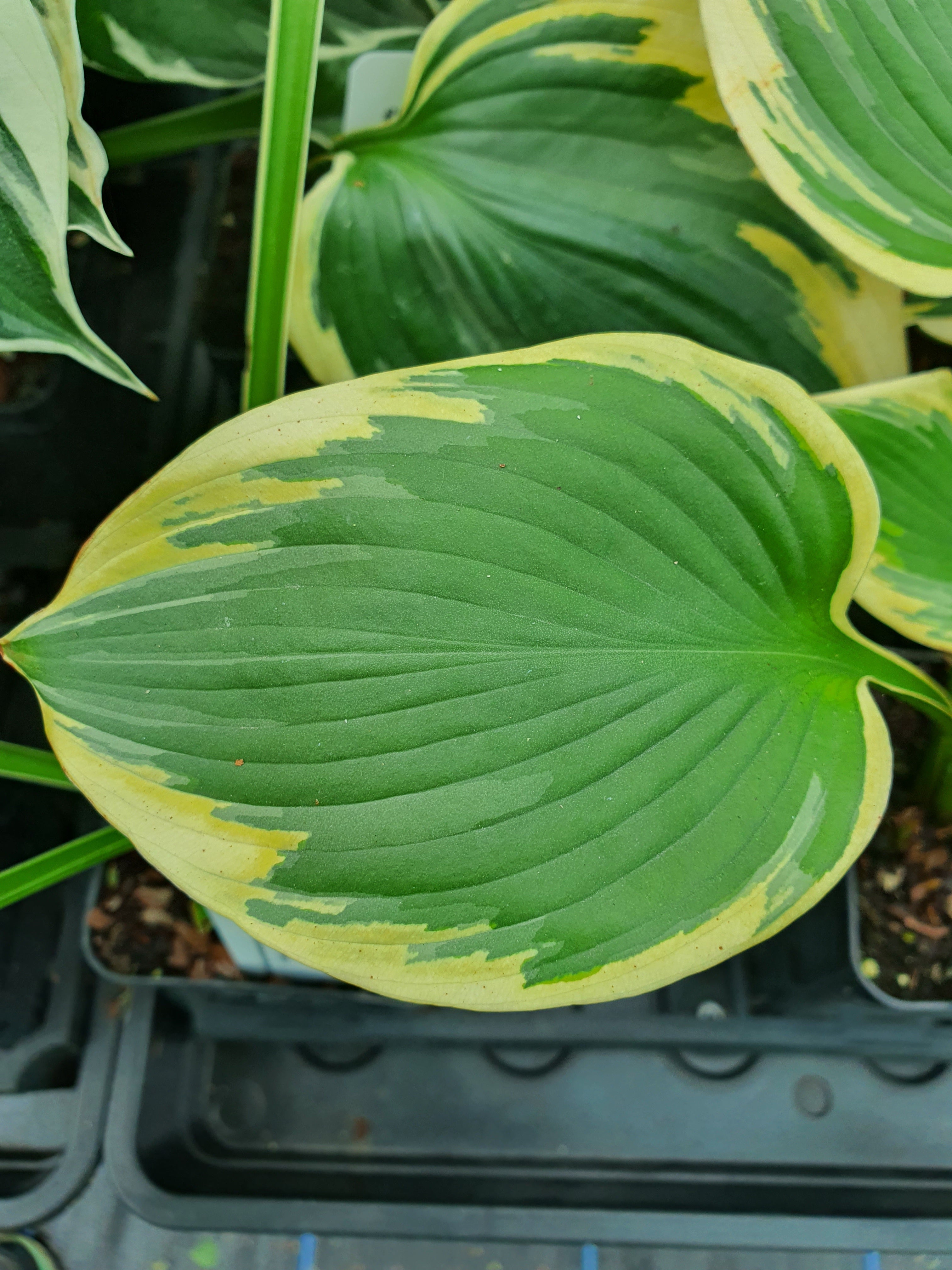 Hosta 'Band Of Gold' - New Forest Hostas & Hemerocallis