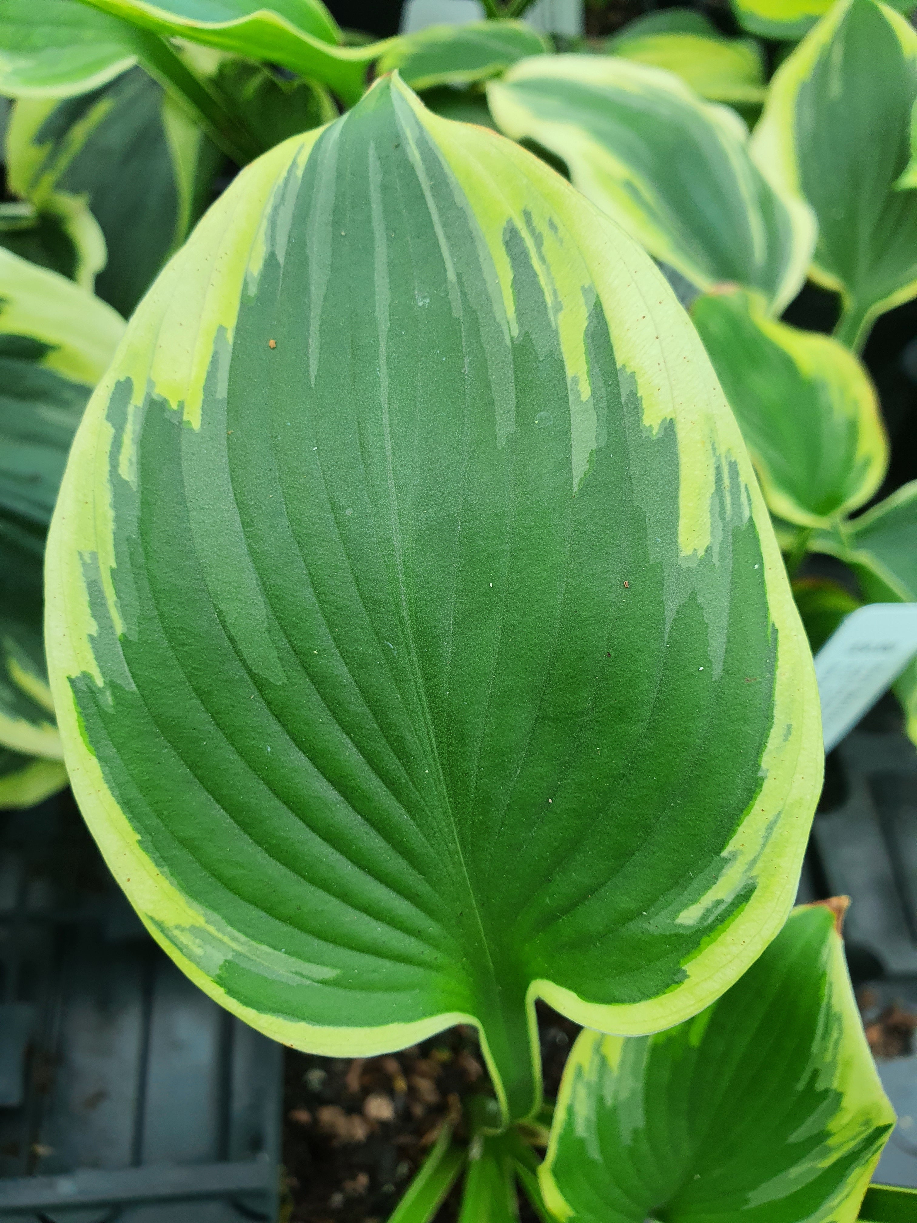 Hosta 'Band Of Gold' - New Forest Hostas & Hemerocallis