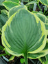 Hosta 'Band Of Gold' - New Forest Hostas & Hemerocallis