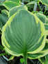 Hosta 'Band Of Gold' - New Forest Hostas & Hemerocallis