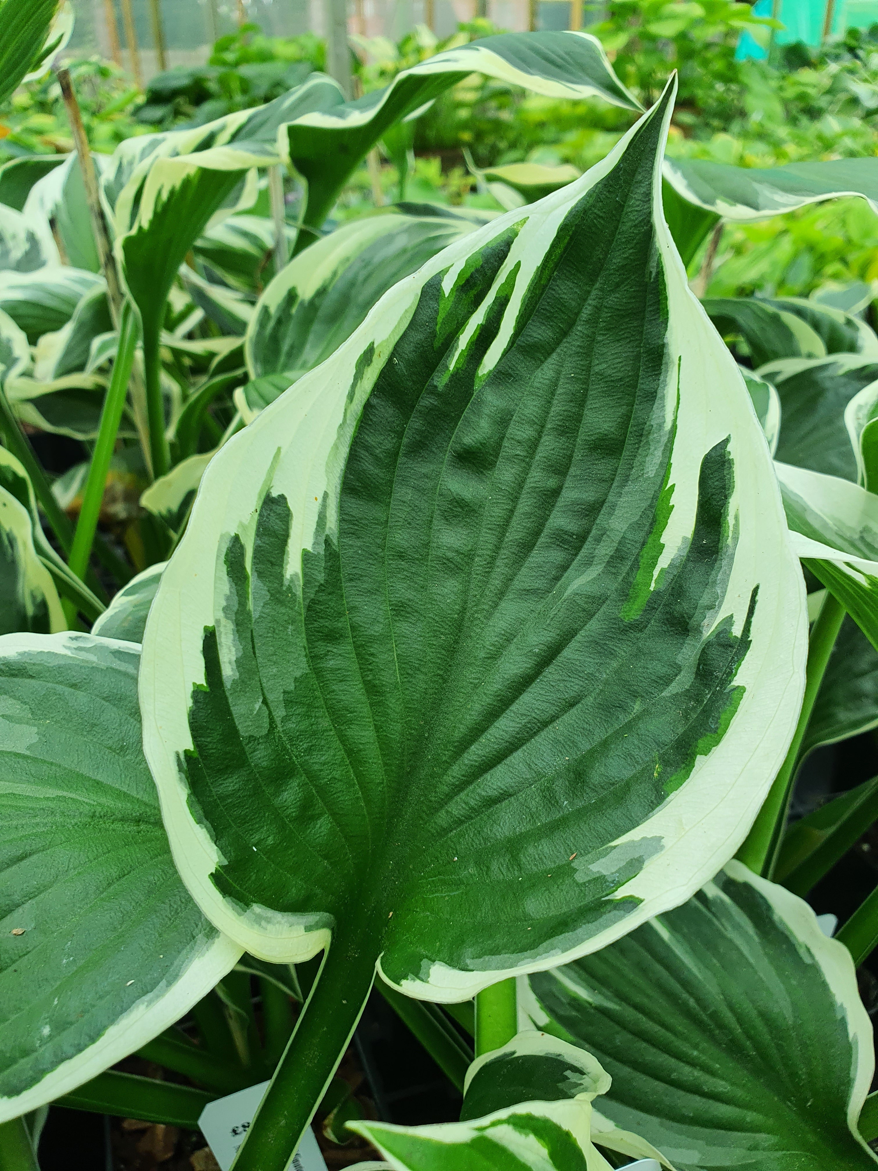 Hosta 'Minuteman' - New Forest Hostas & Hemerocallis
